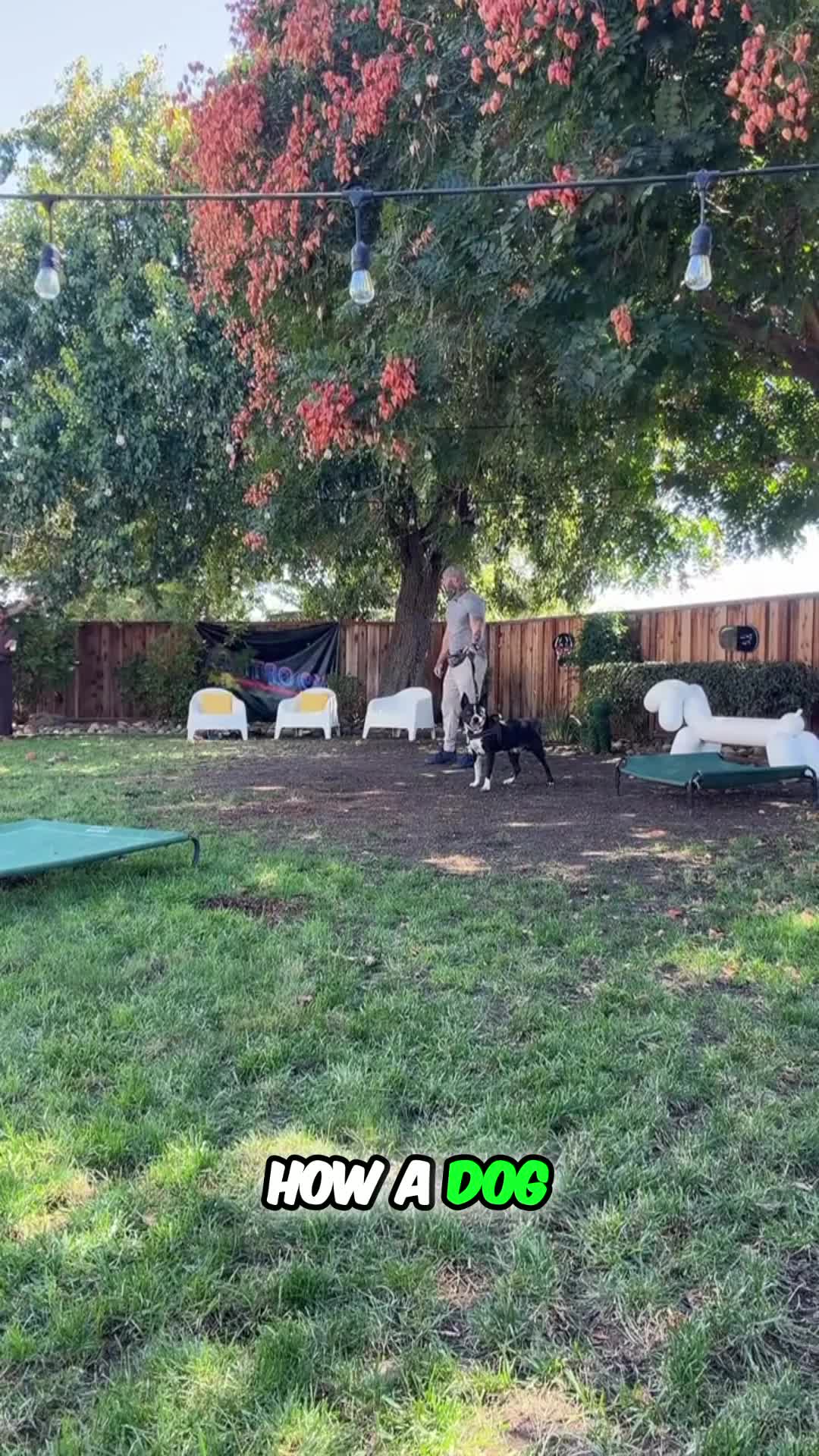 @K9 Optima
