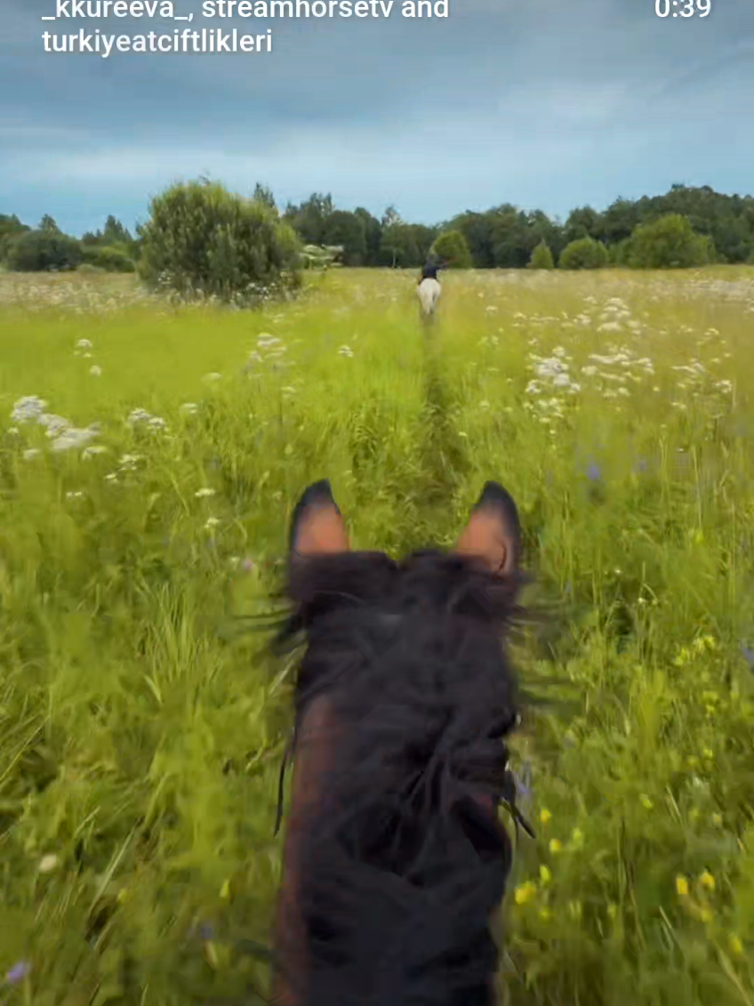 @streamhorse