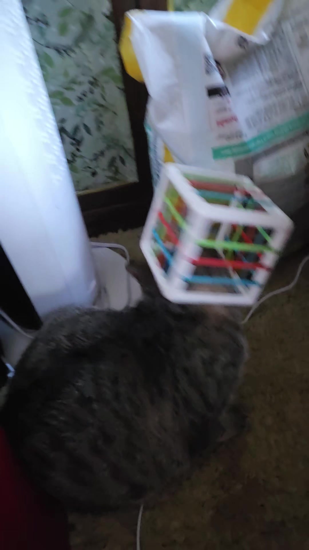 @tiny_tnr_tigers