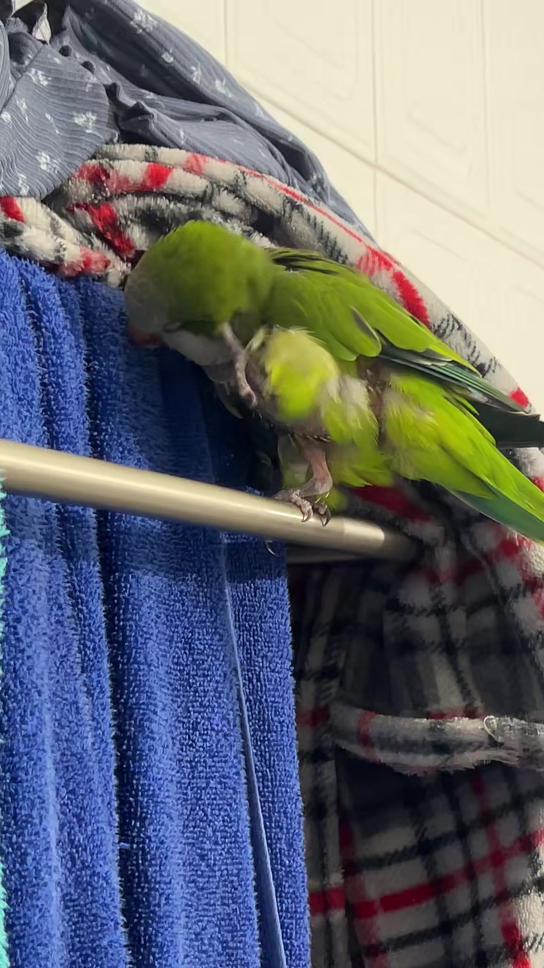 @Charlie🦜
