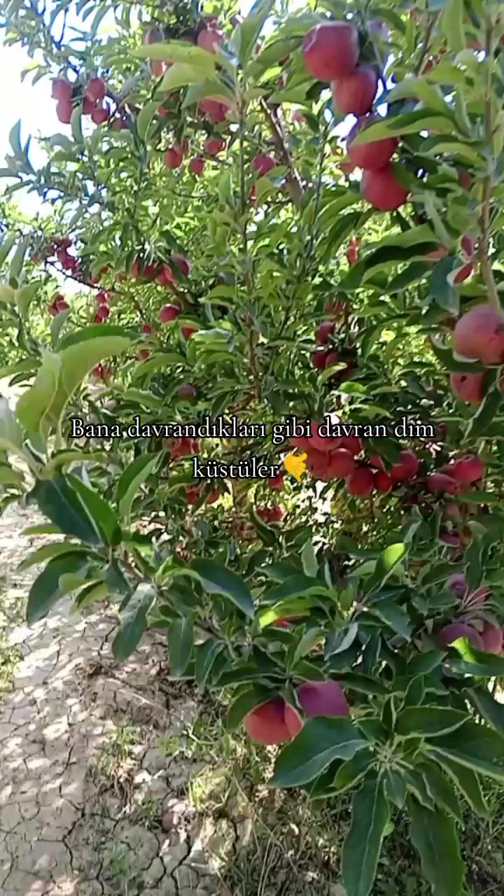 @Gara çocuk33🇹🇷
