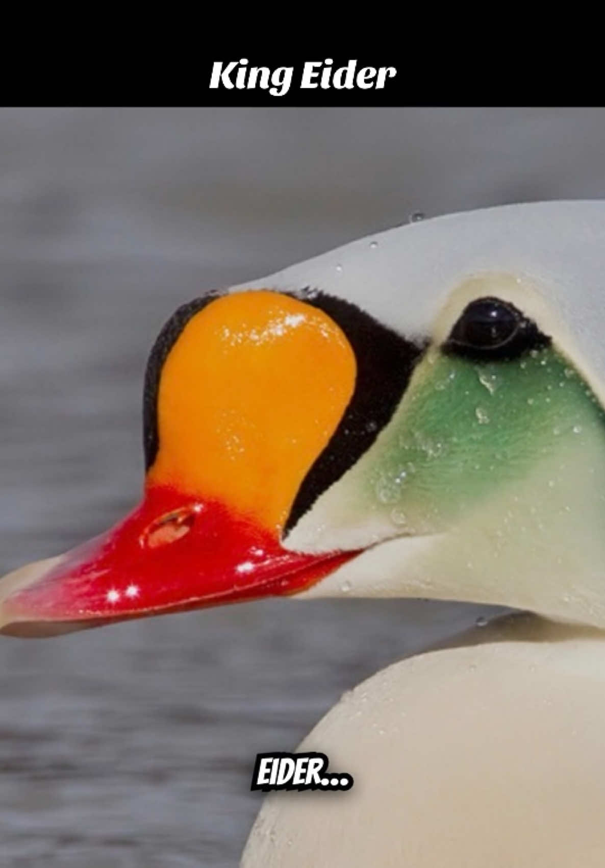 @Unique Bird Facts