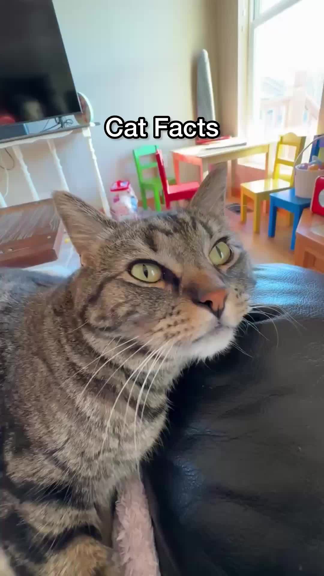 @Chip The Manx