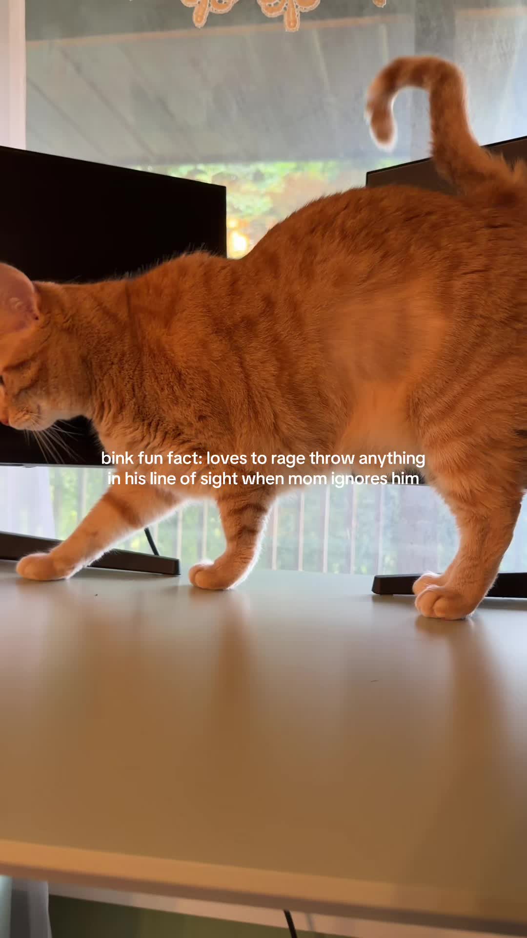 @bink the big orange cat