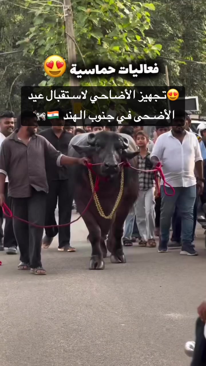 @محمد رافع الهندي🇮🇳