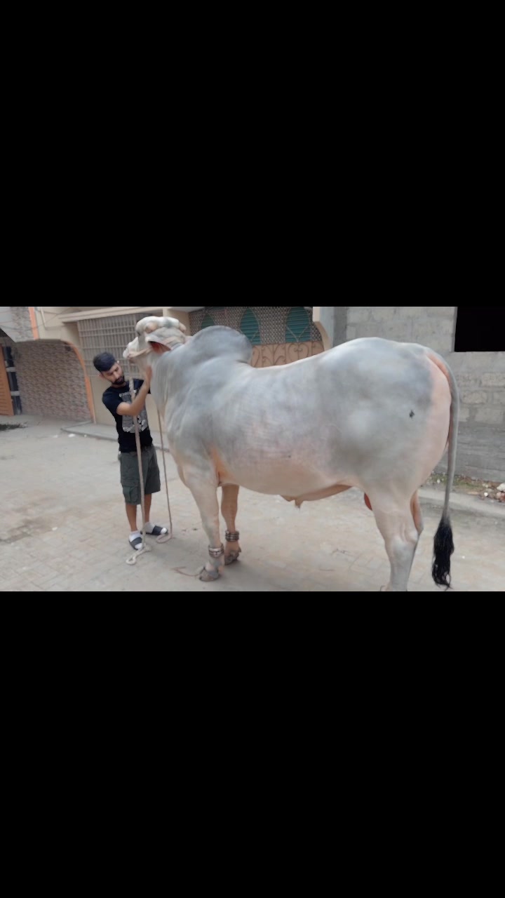 @Ahyaan cattle farm