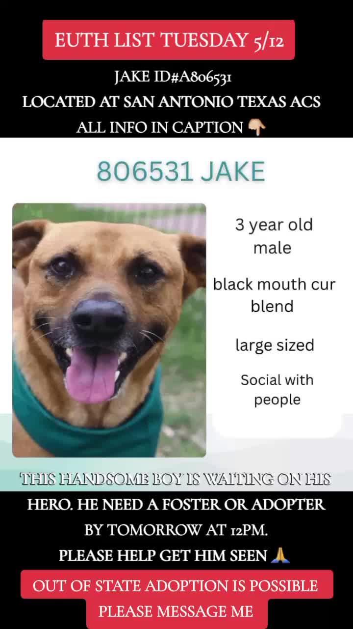 @@rescuedogs911