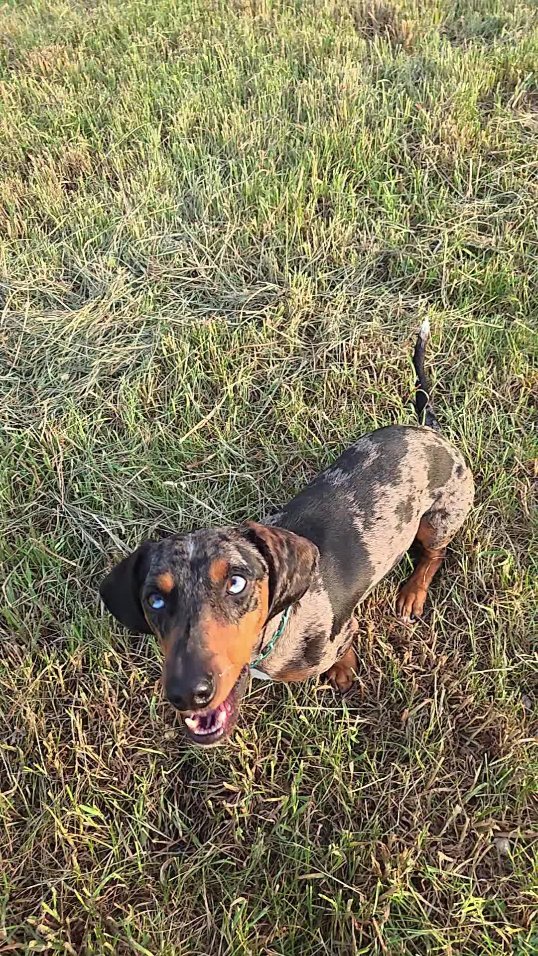 @Doggenkuh_Luna