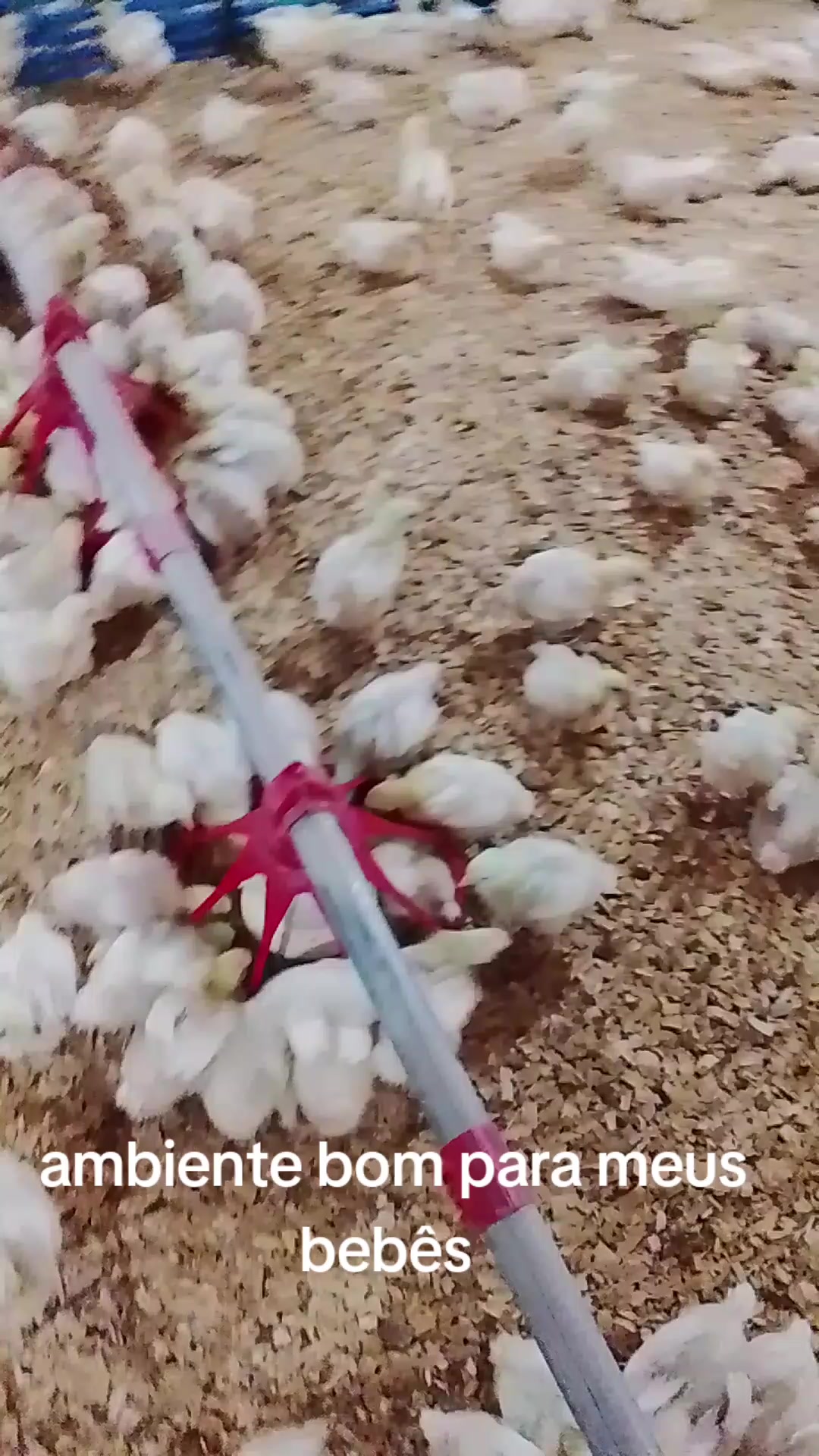 @Priscila de Fátima