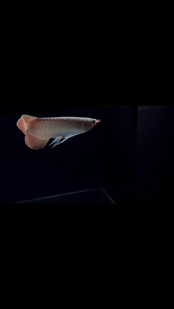@網上看魚
