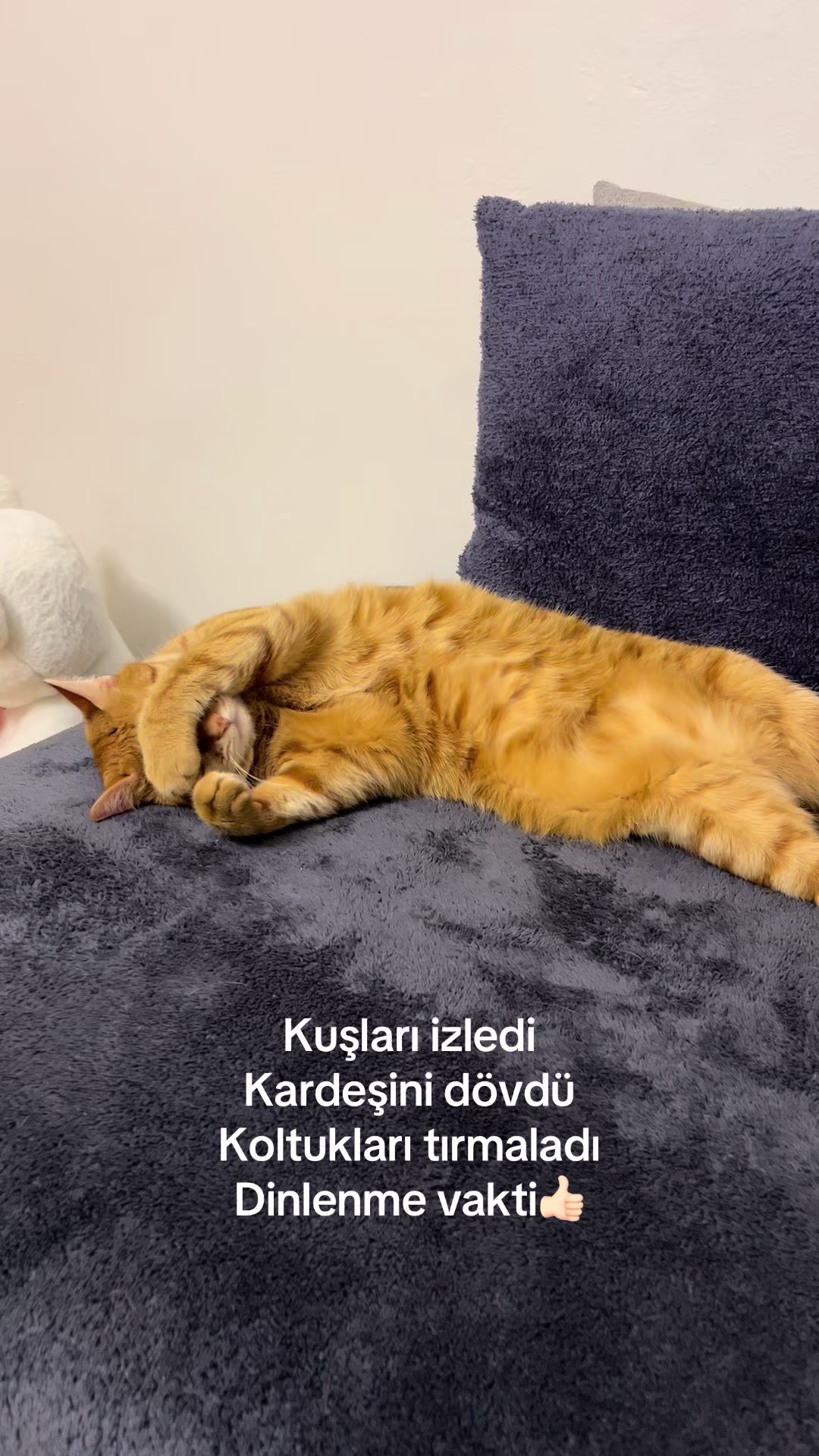 @zehra