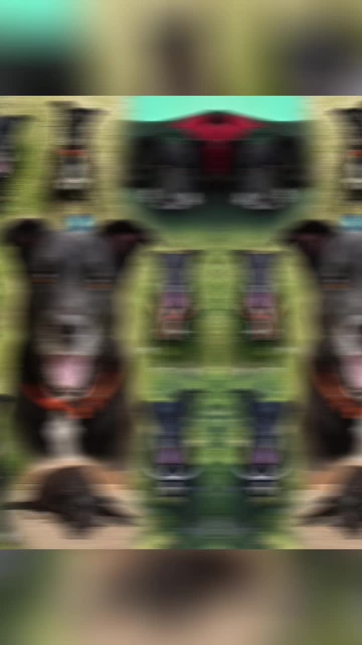 @PfotenwegeMitRoxy🐶