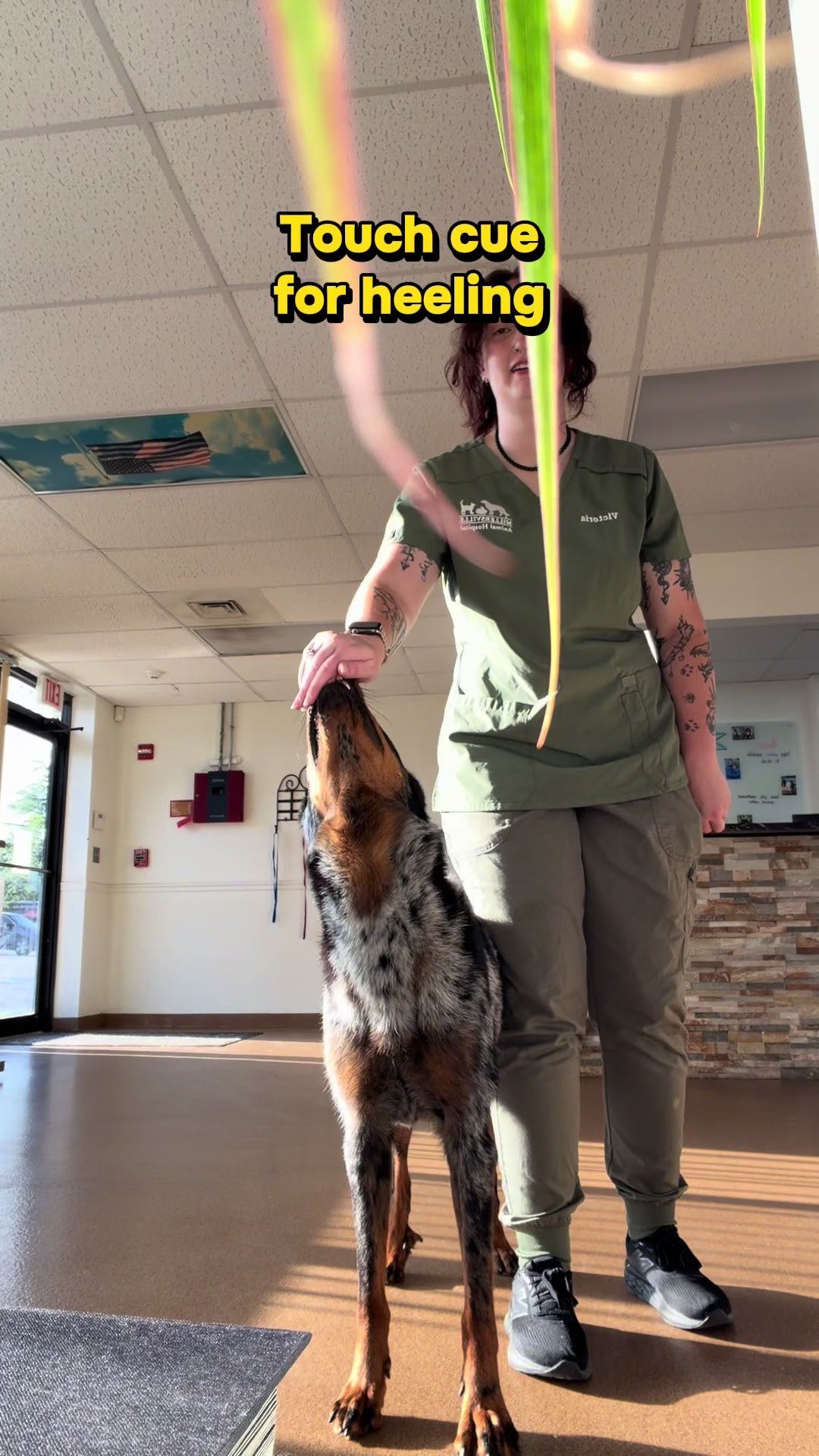 @valkyrie.the.beauceron
