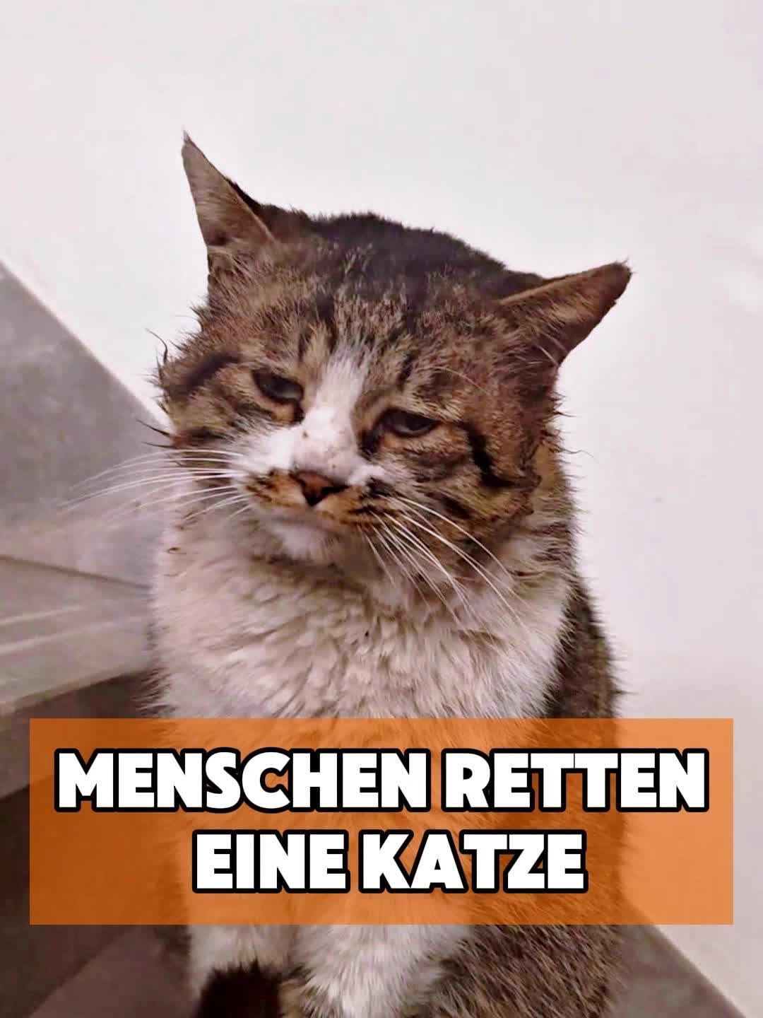 @toto_tier