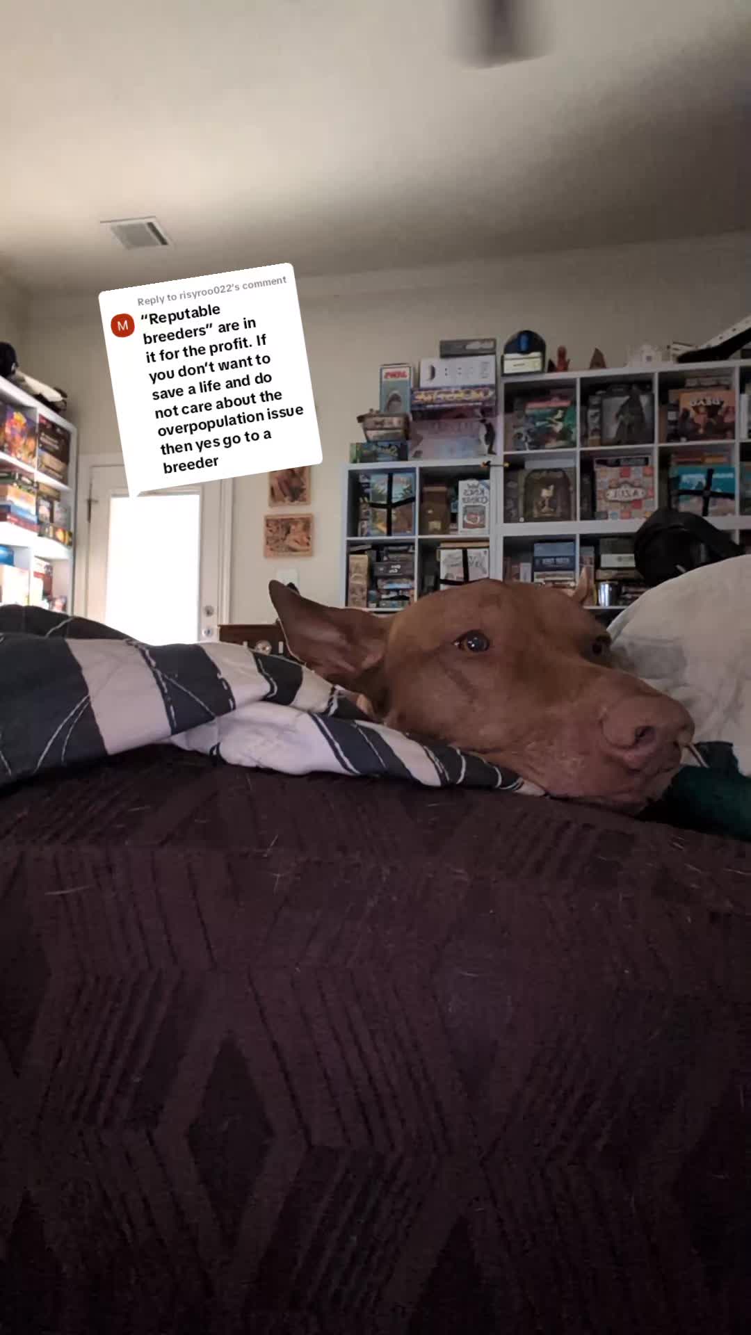 @ladyblobsandco