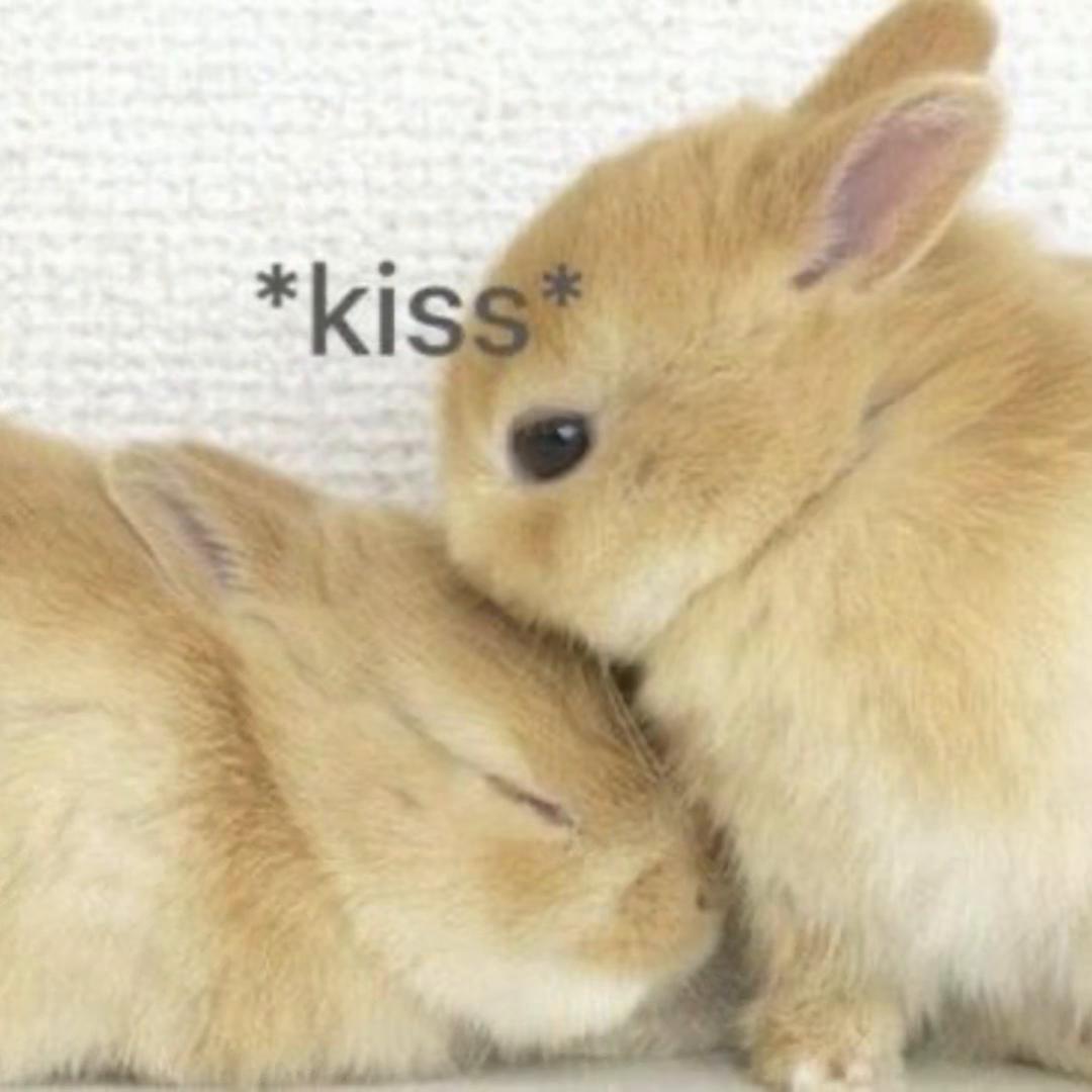 @๐ฟ๐๐๐๐๐๐๐๐๐๐ ๐ฆ