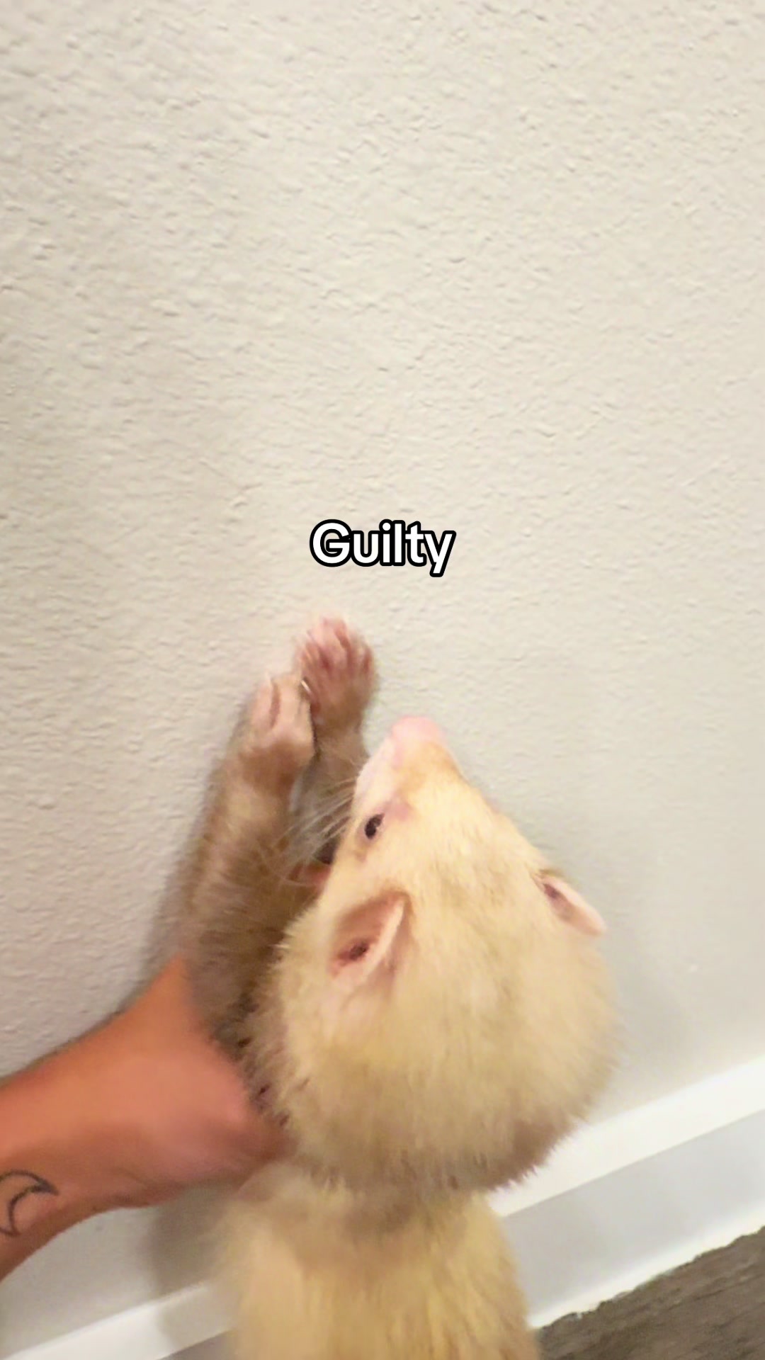 @Moon & Nala
