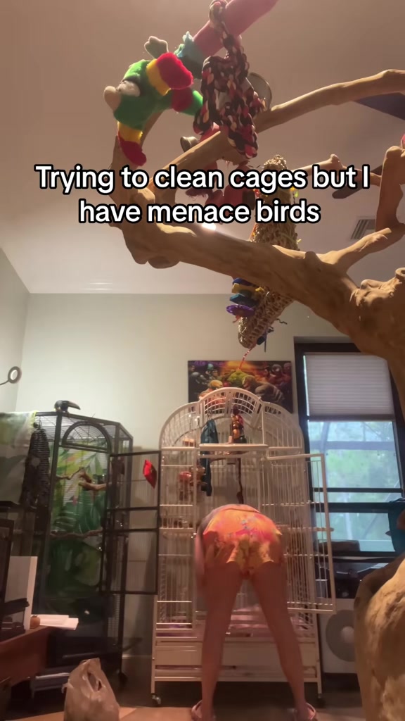 @Crazycaimanlady