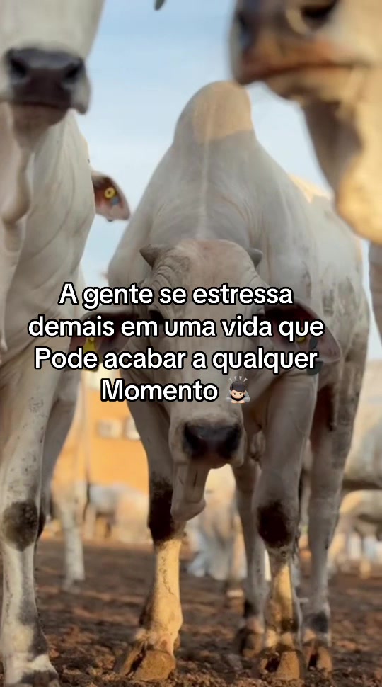 @lukasvieira_🍀