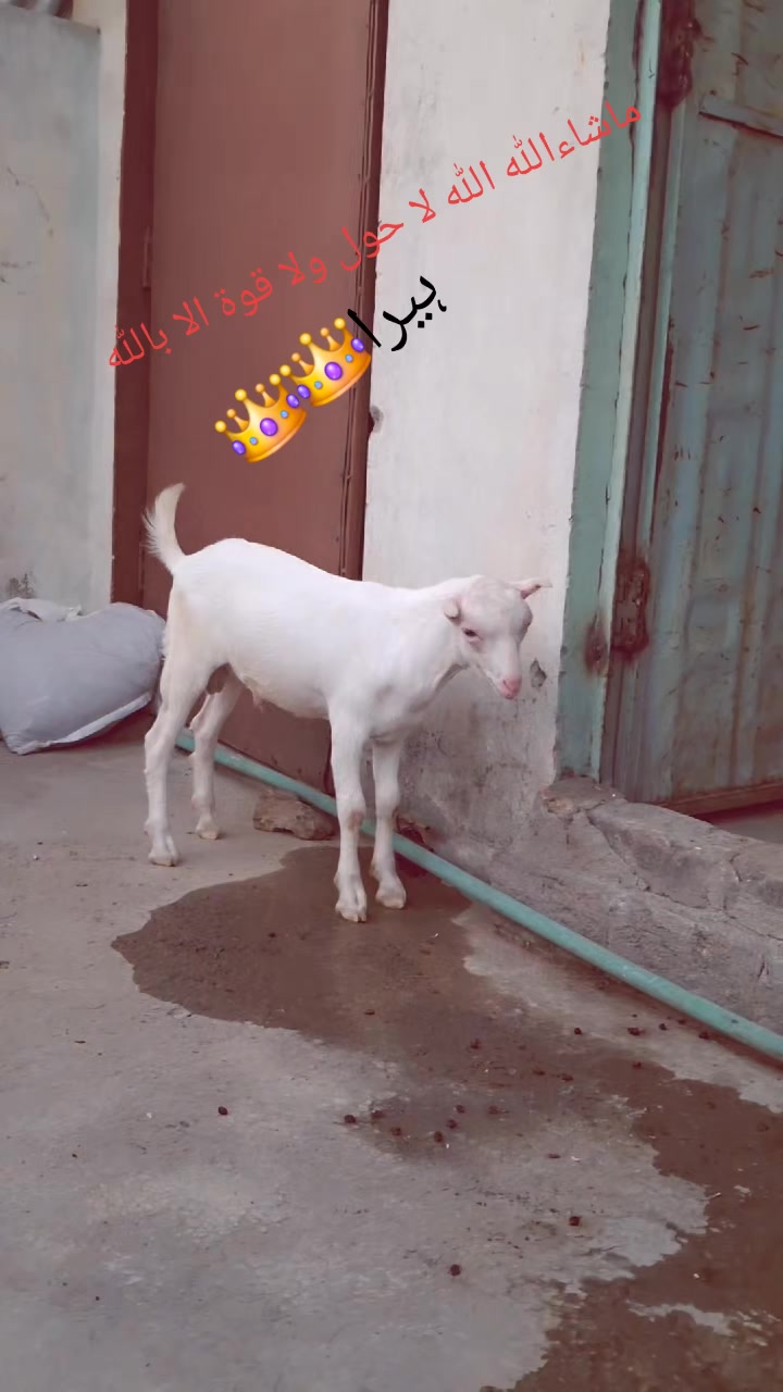 @سمیع الرحمن