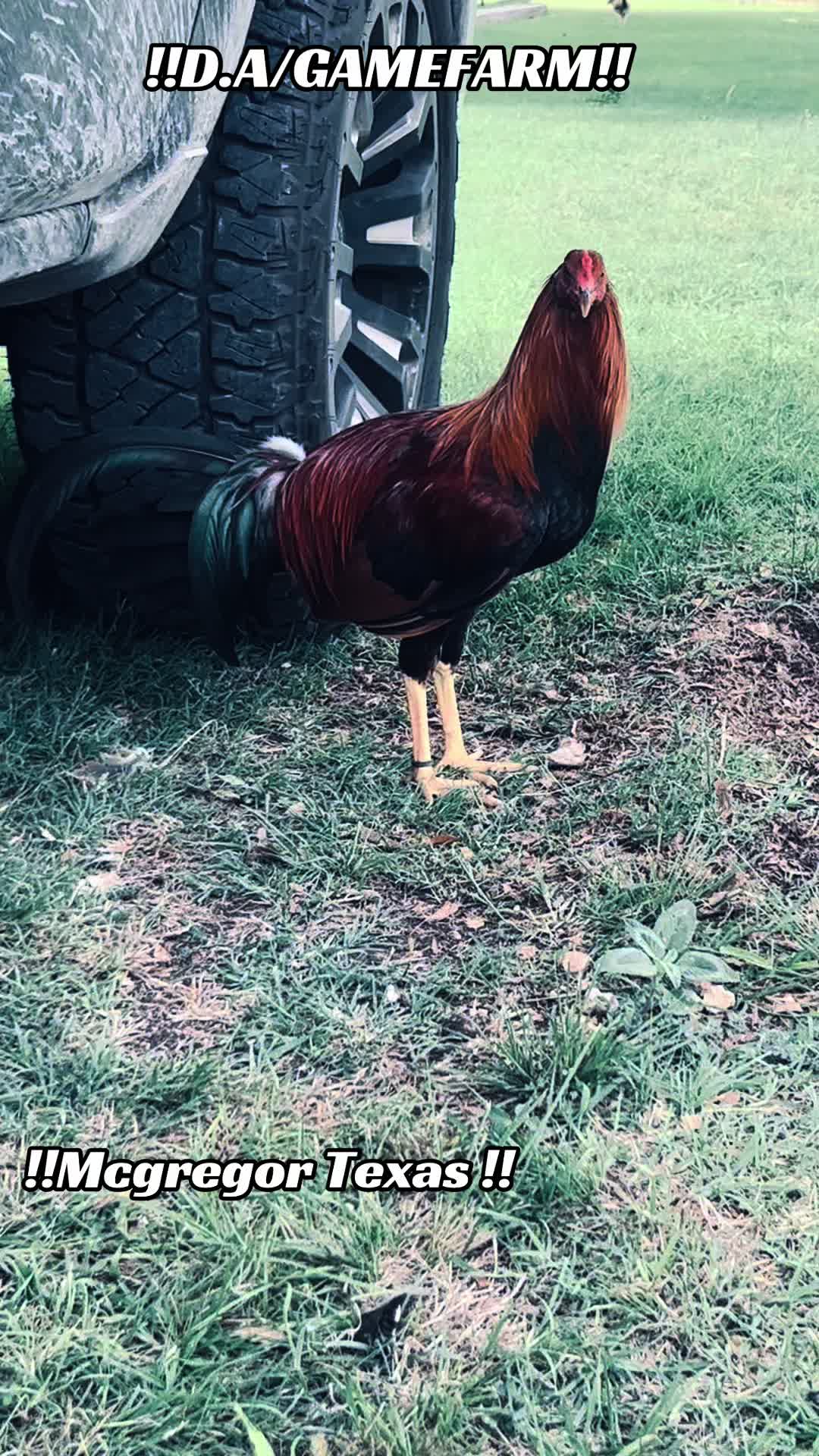 @DAgamefarm