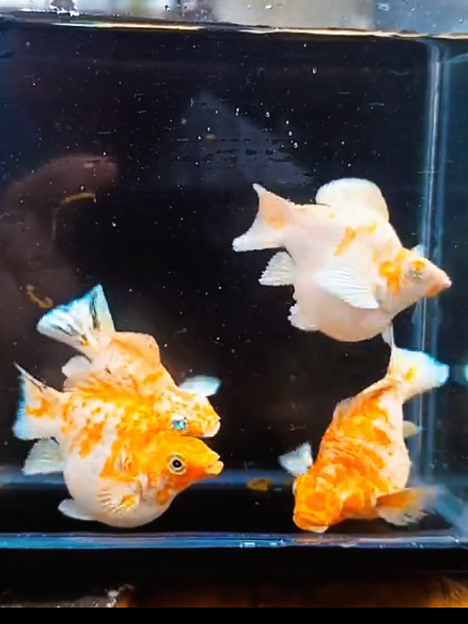 @dexx aquatics