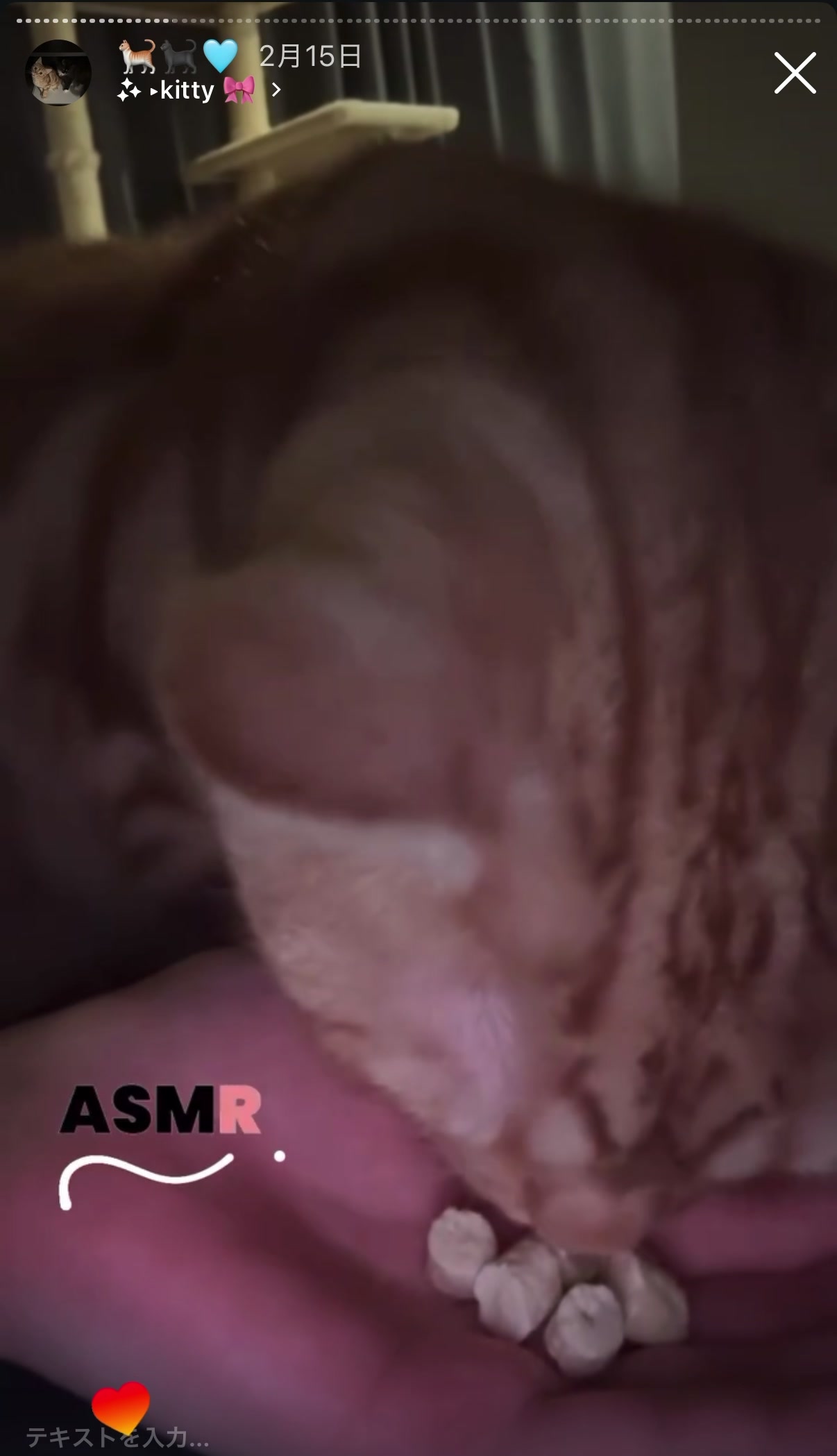 @Chiruru🐈🐈&zwj;⬛