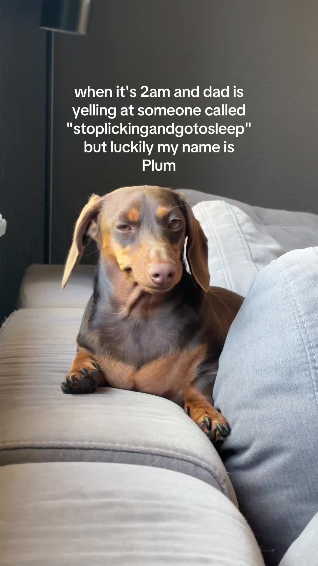@rhubarb the doggo