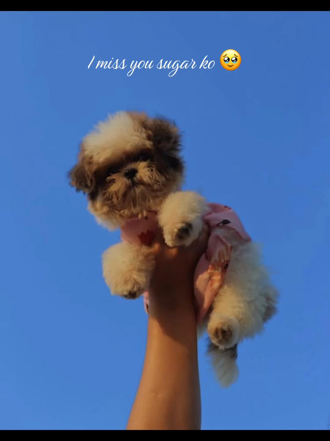 @𝓢𝓾𝓰𝓪𝓻 𝓒𝓱𝓸𝓲𝓬𝓮 𝓒𝓸