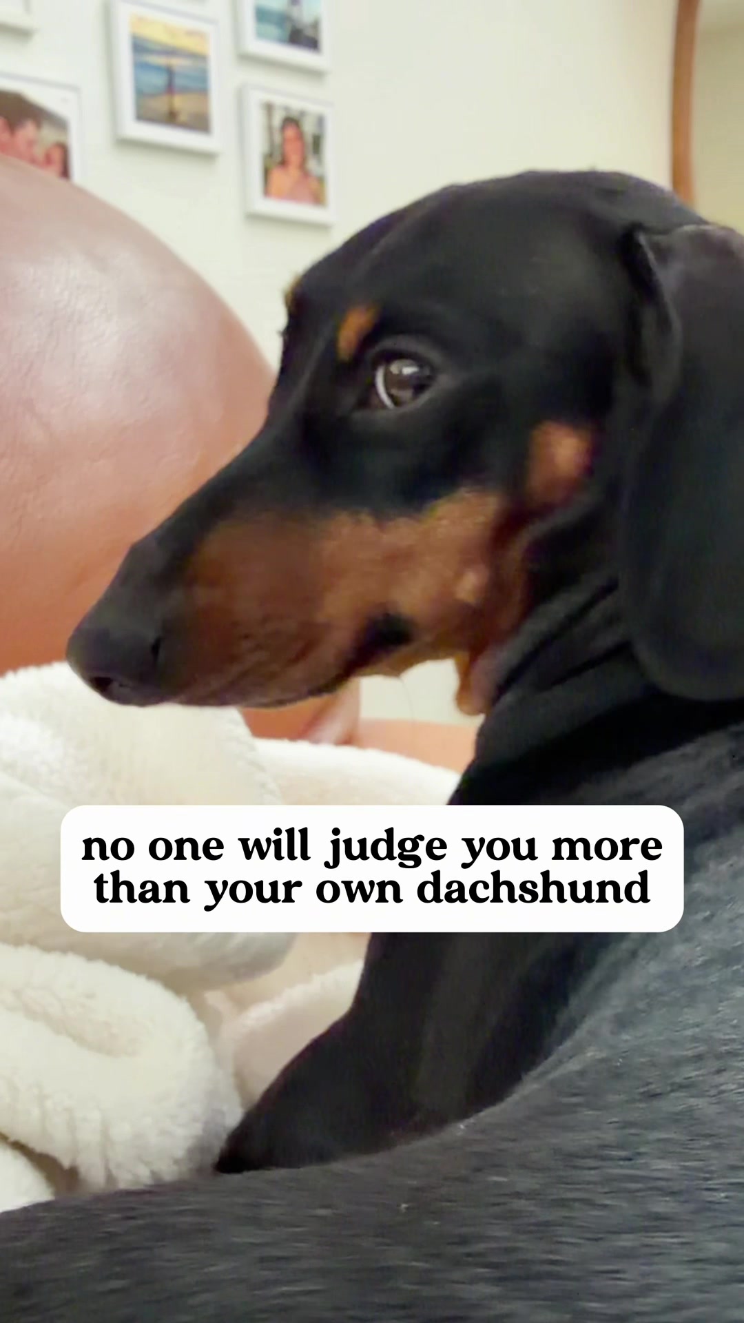 @Penny the Dachshund