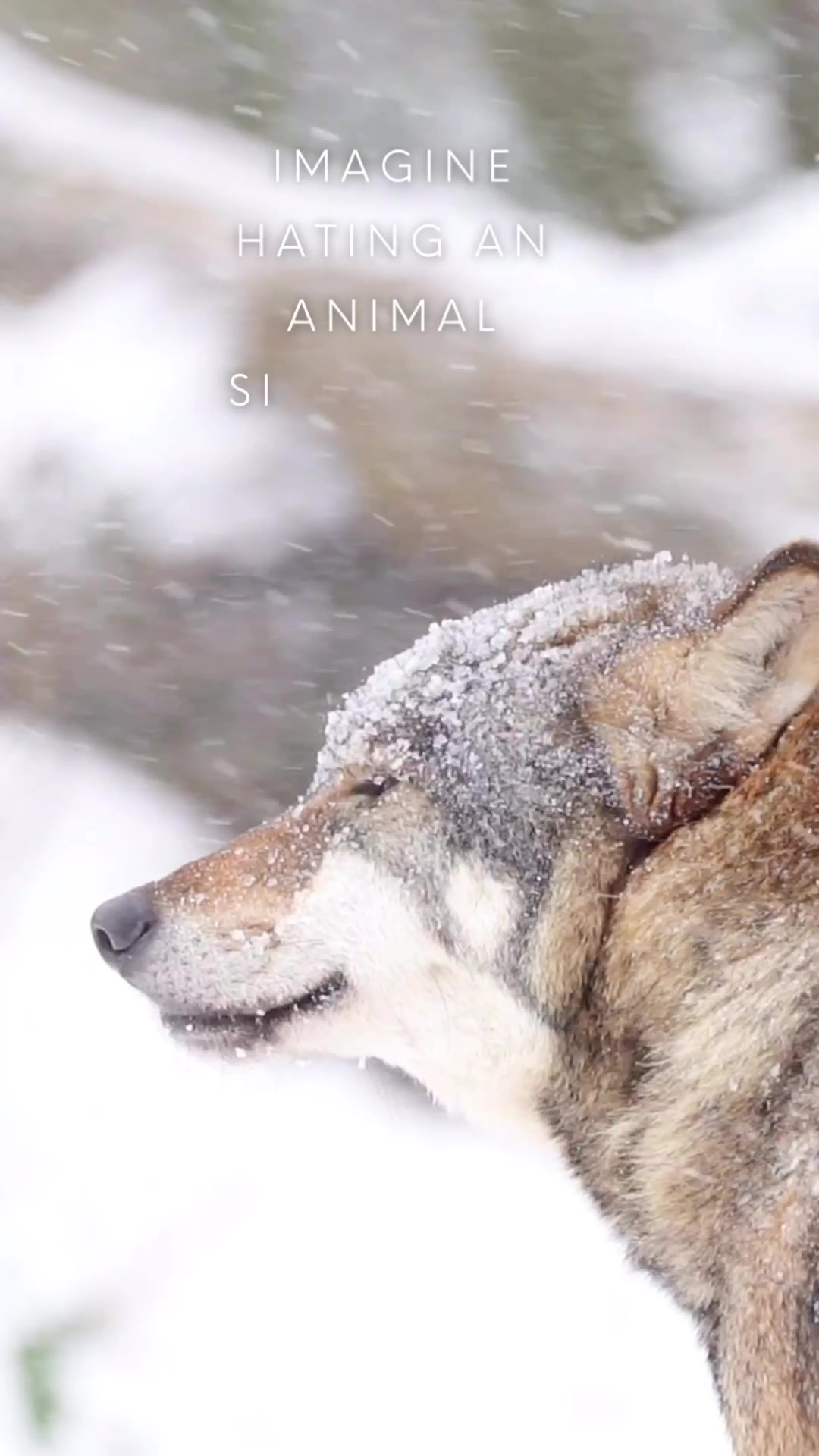 @ApexWolves