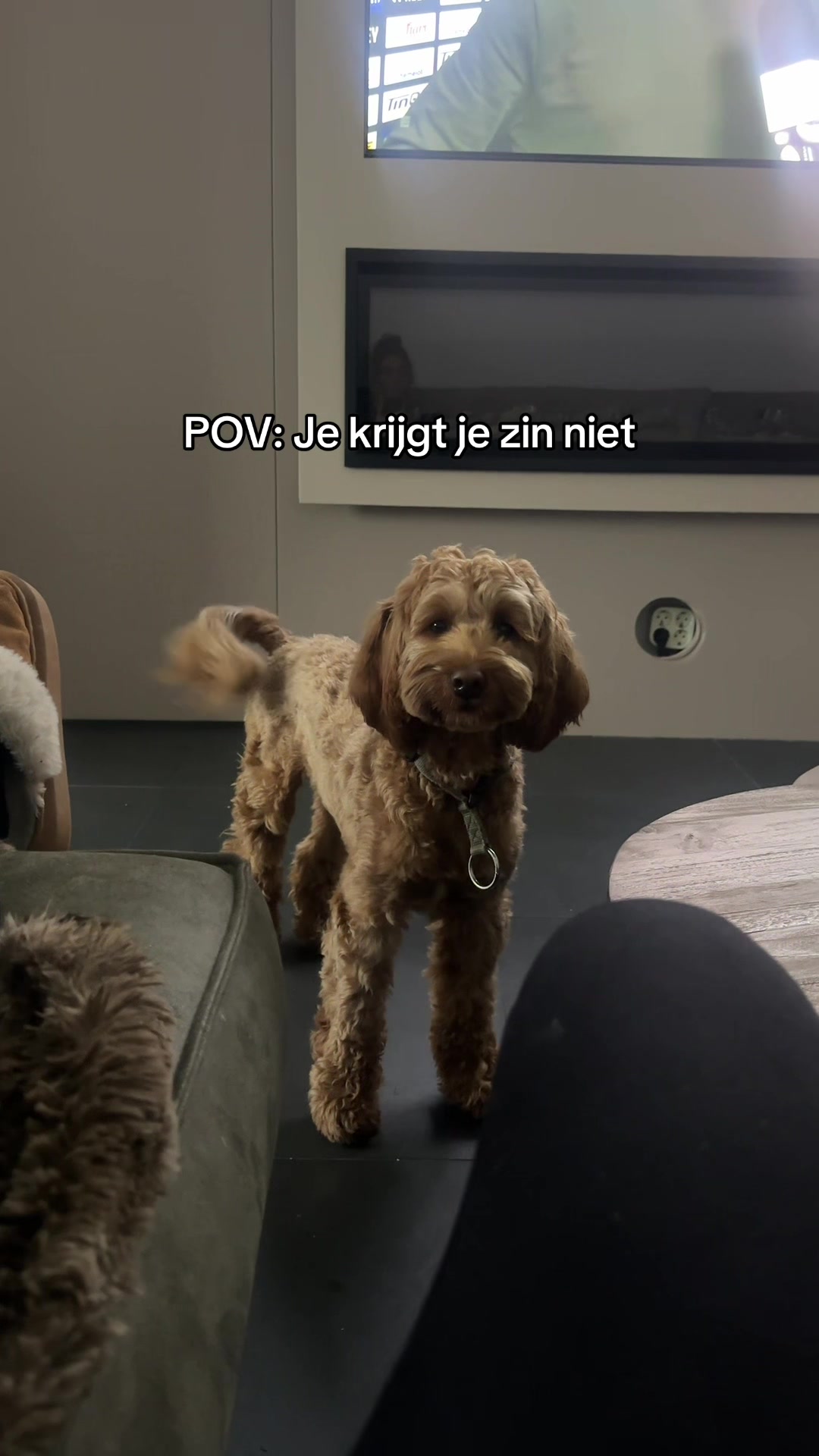 @JOY VAN OS 🌞