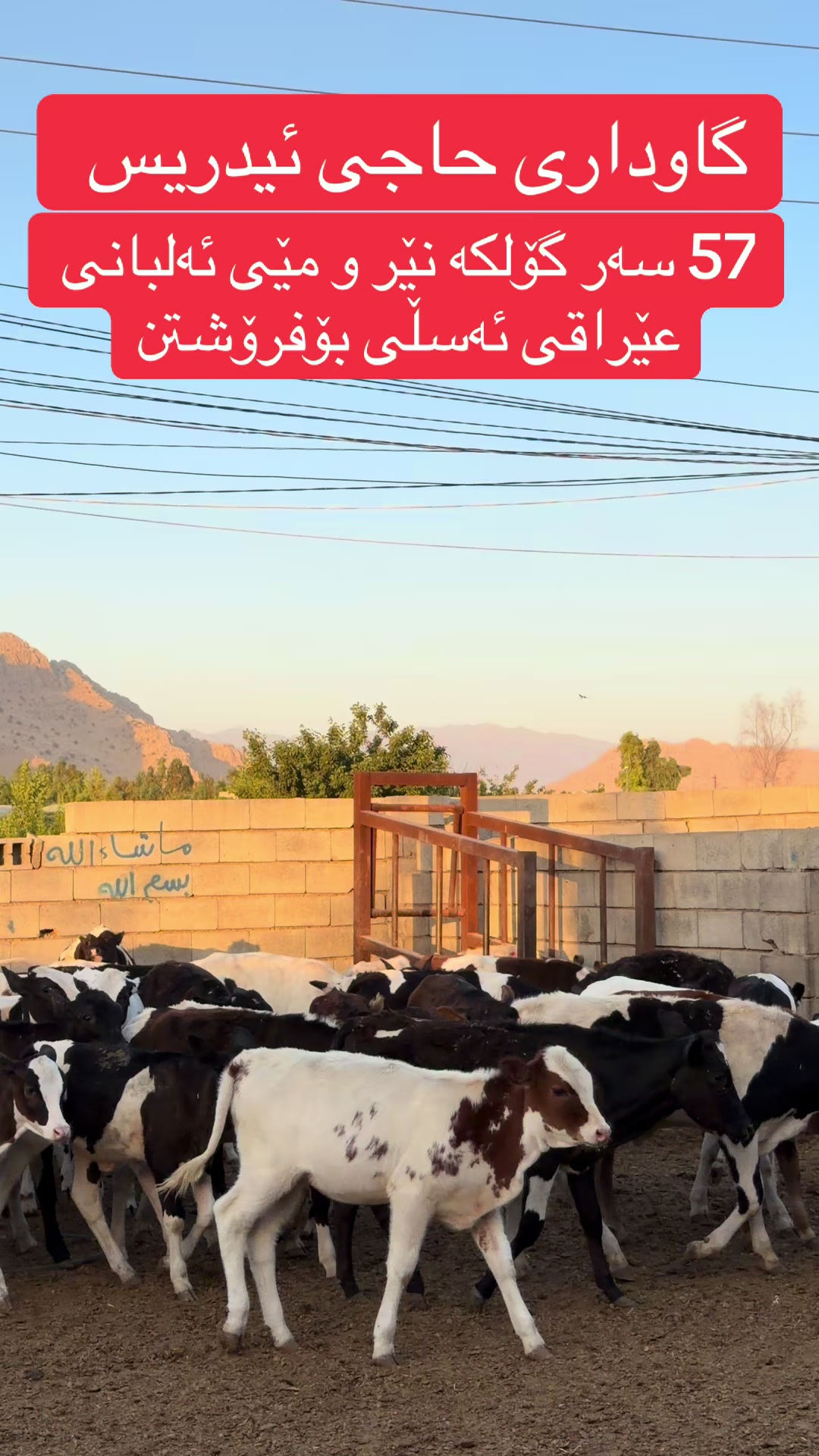@مەیدانی ئاژەڵانی محمد 🐄🐂