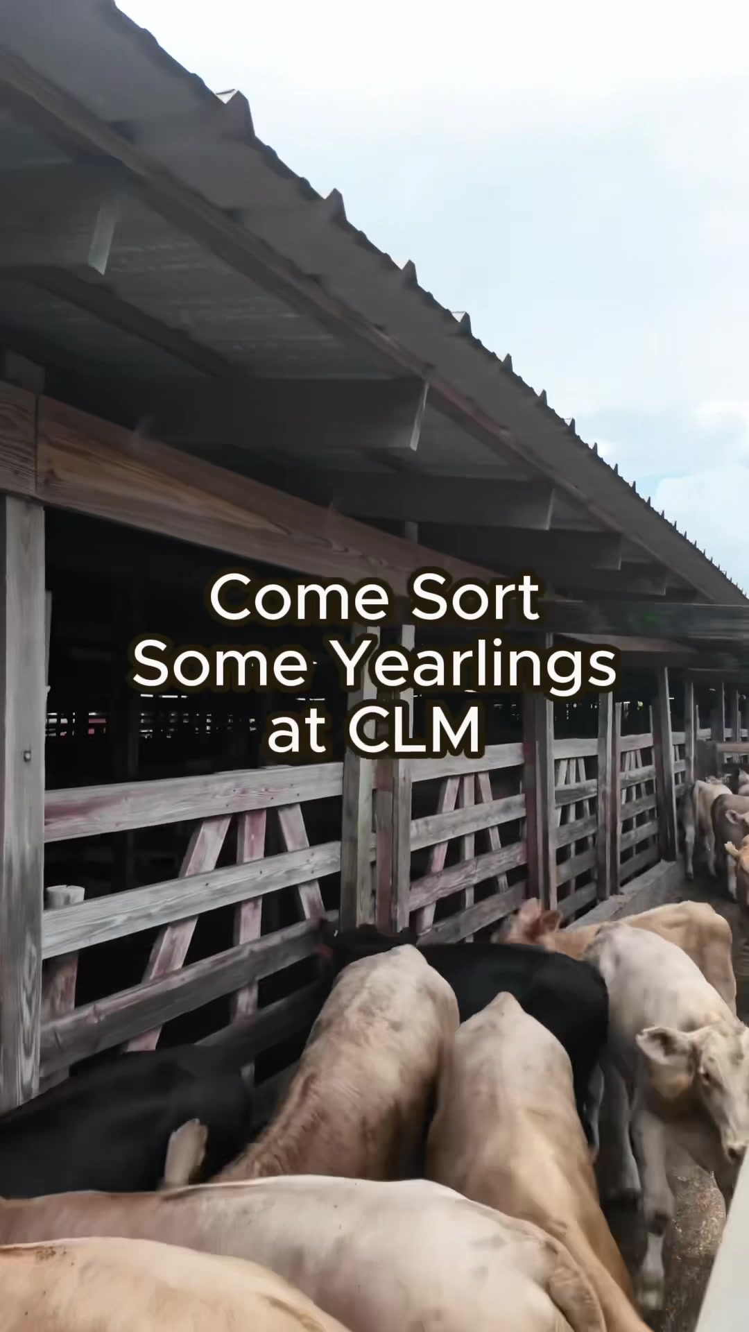 @Cattlemen’s Livestock Market