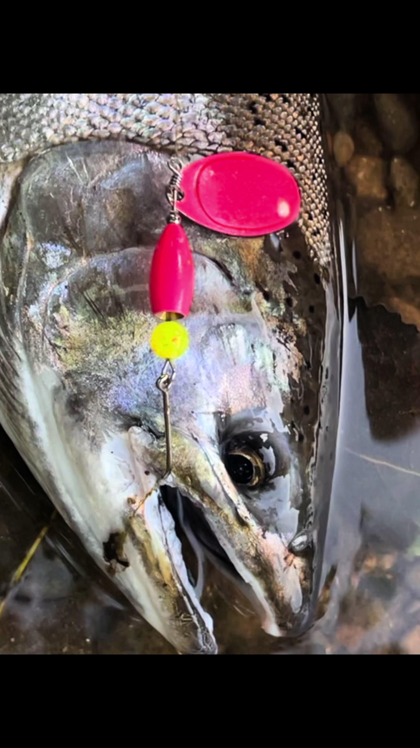 @ReelMichiganAnglers