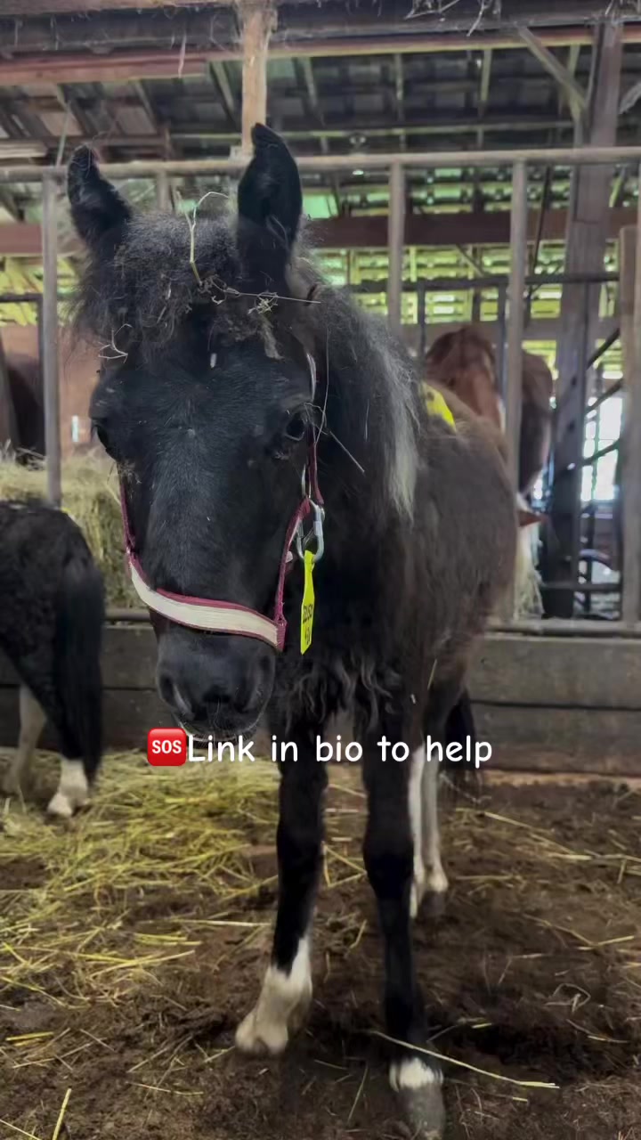 @maverickhorserescueorg