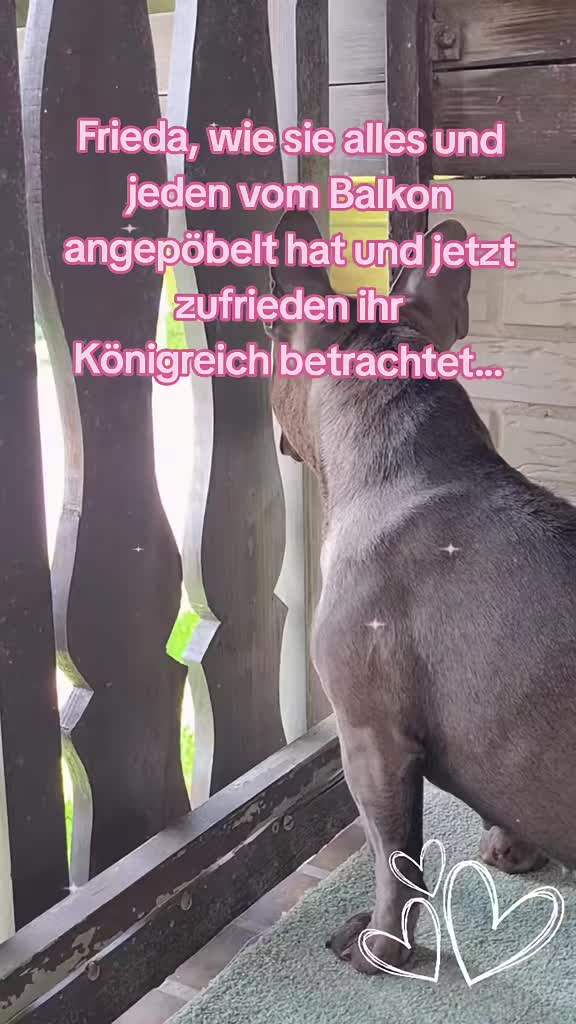 @FrenchieFrieda