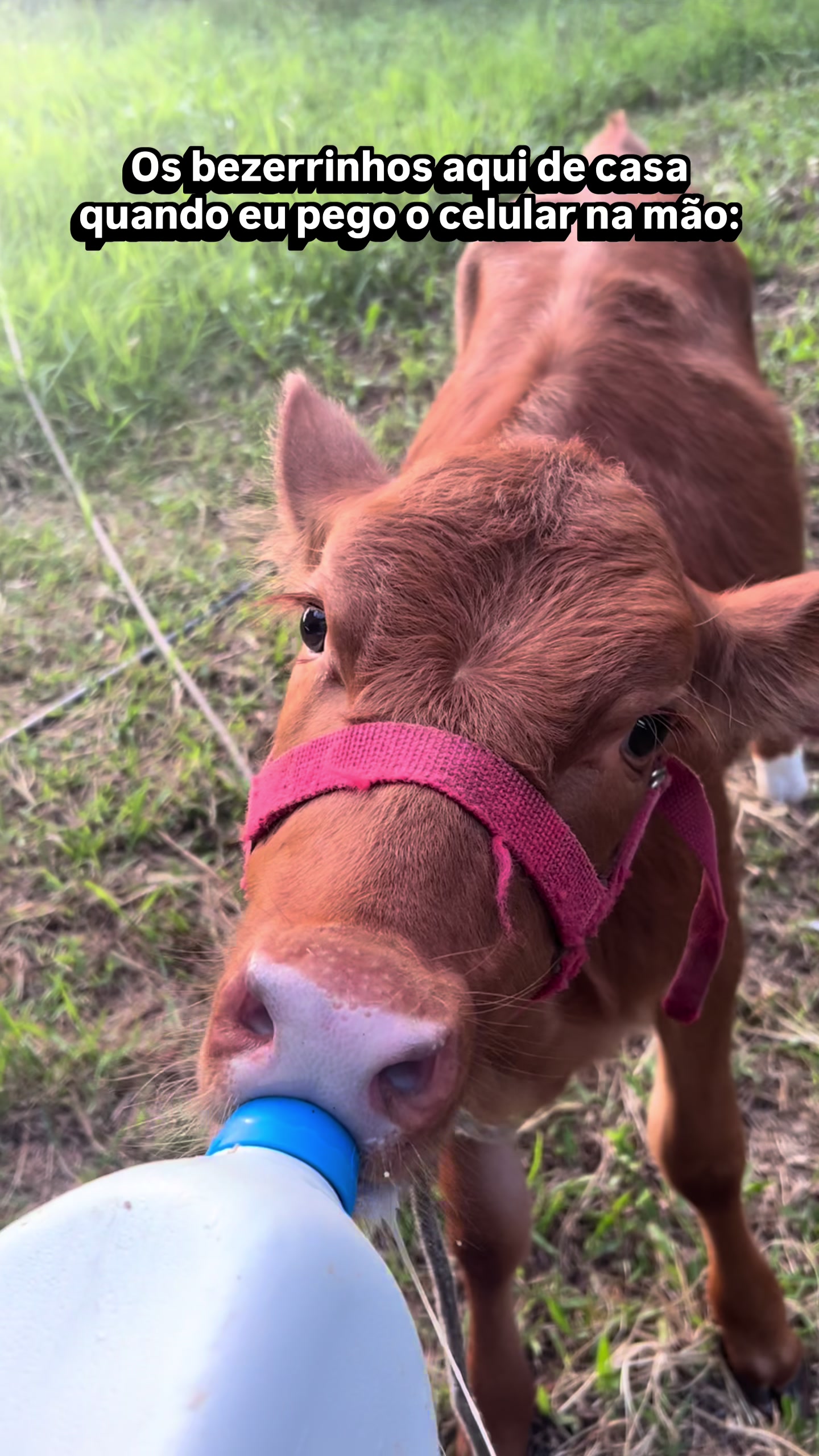 @Val&eacute;ria | Rotina | Queijos🧀🐄