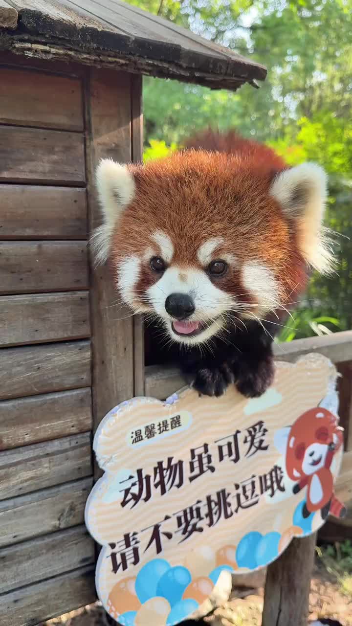 @littlepanda6487