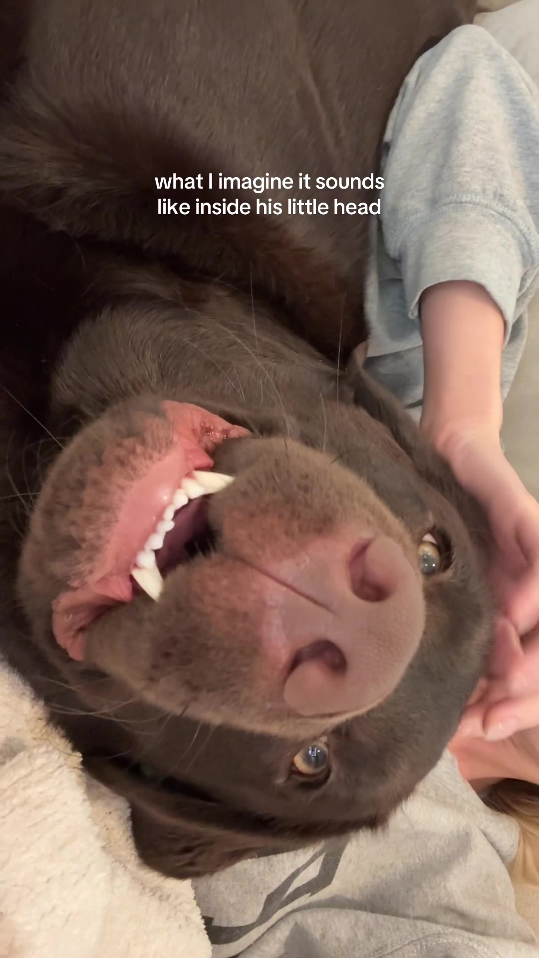 @chipthechonk