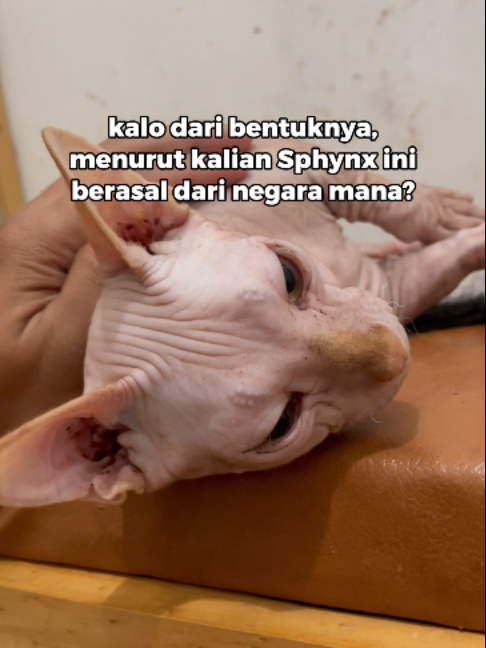 @Faunafella Care