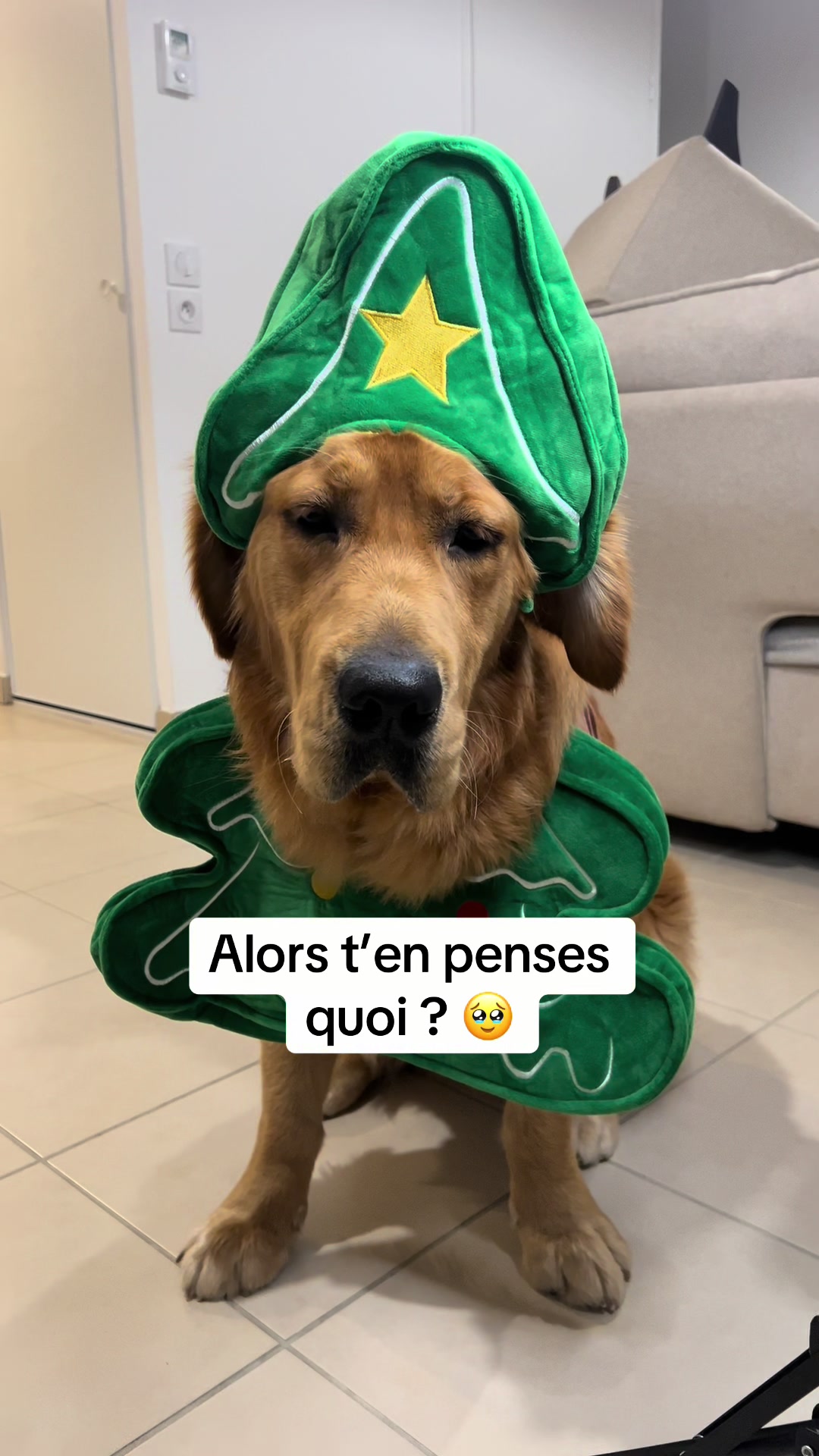 @Uggy Le Golden 🐶
