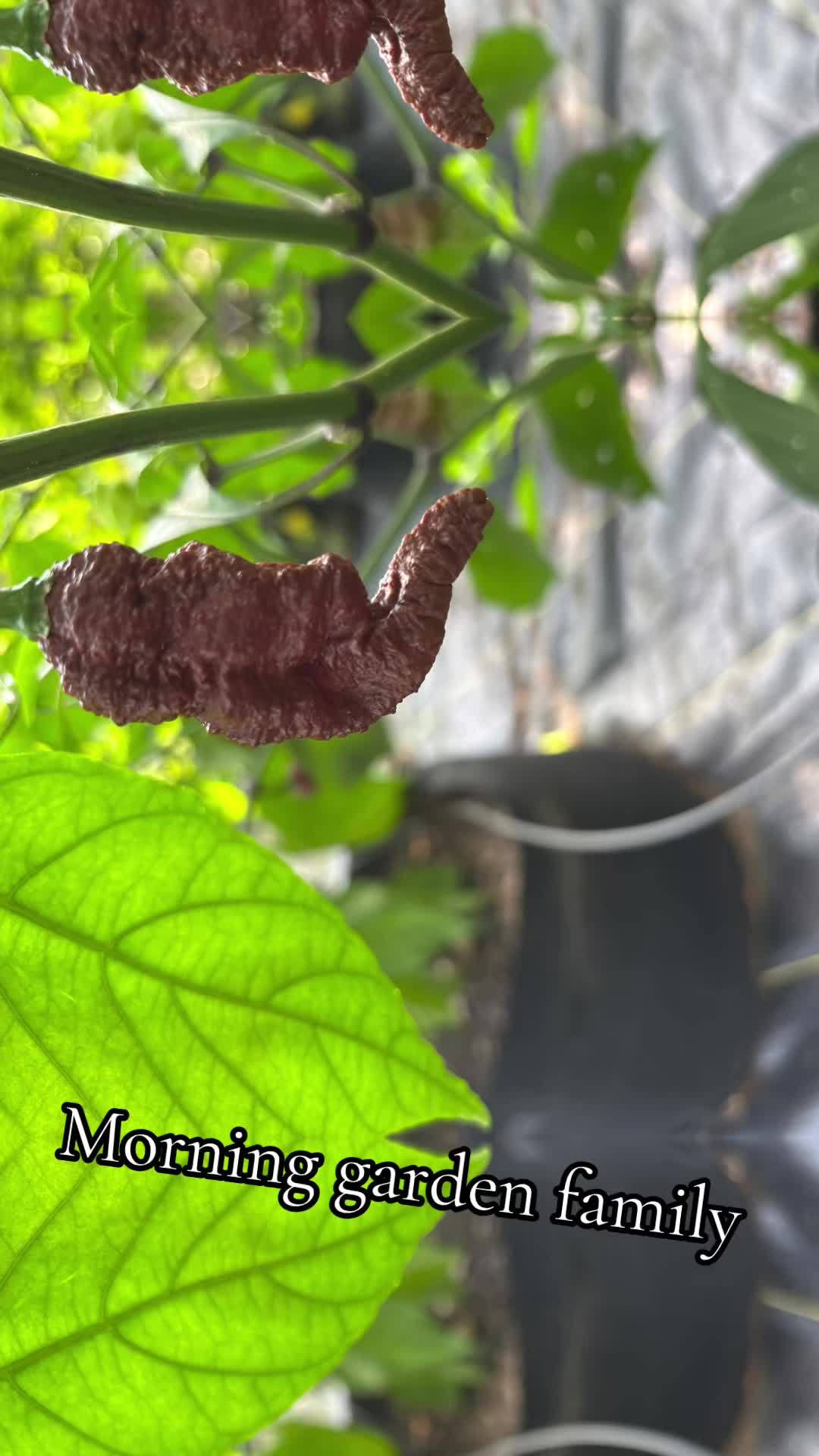 @Jdeaththepepperguy 🌶️AGX🌶️🌱