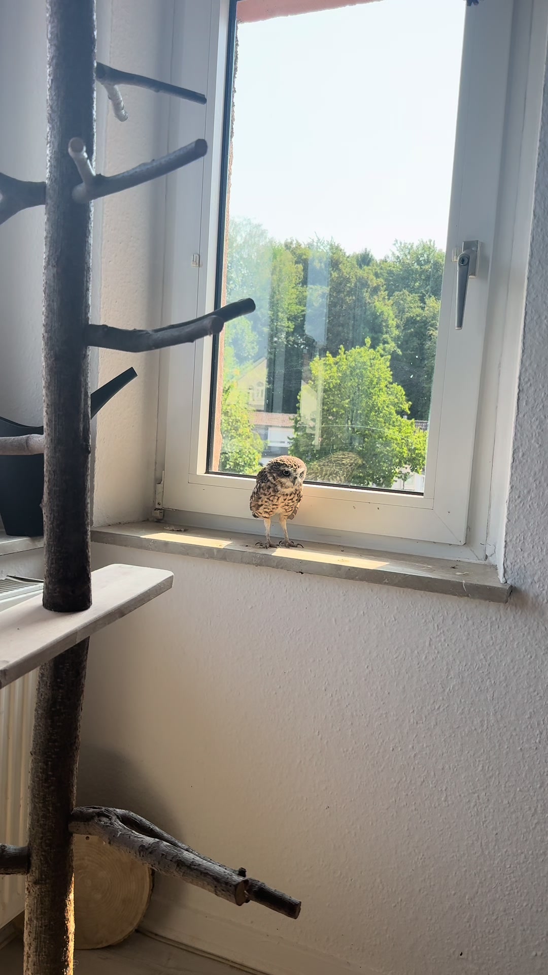 @Kreischhuhn Karma 🦉