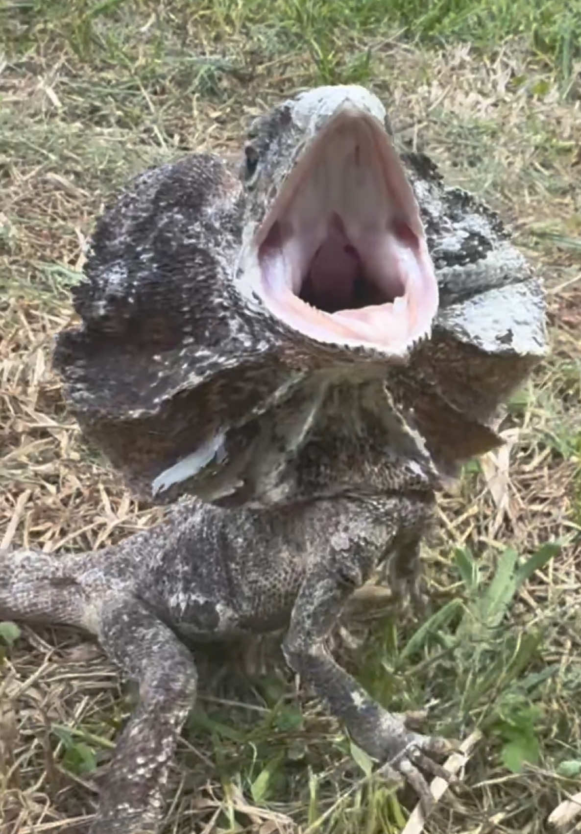 @Tommys_reptiles