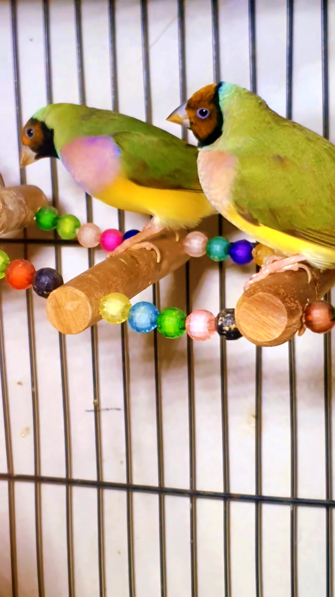 @B for birds