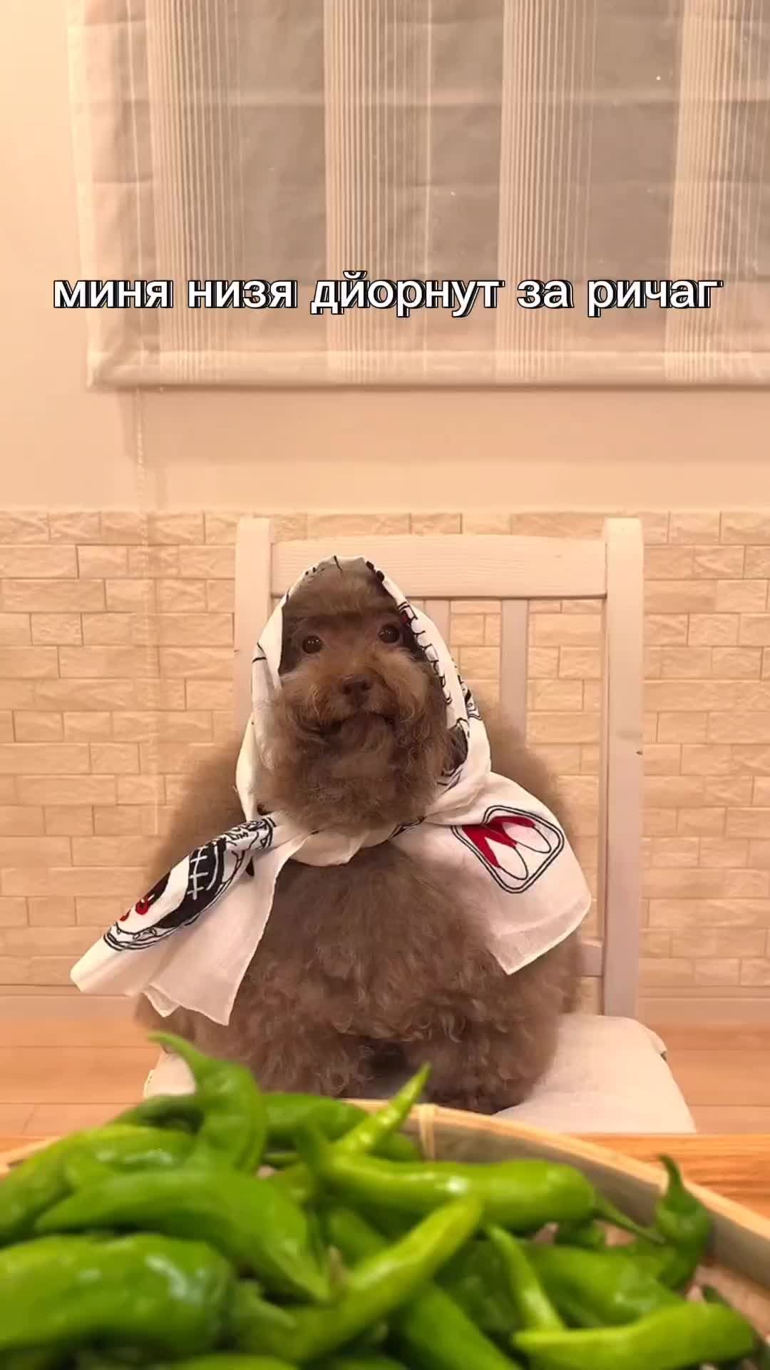 @ипучи