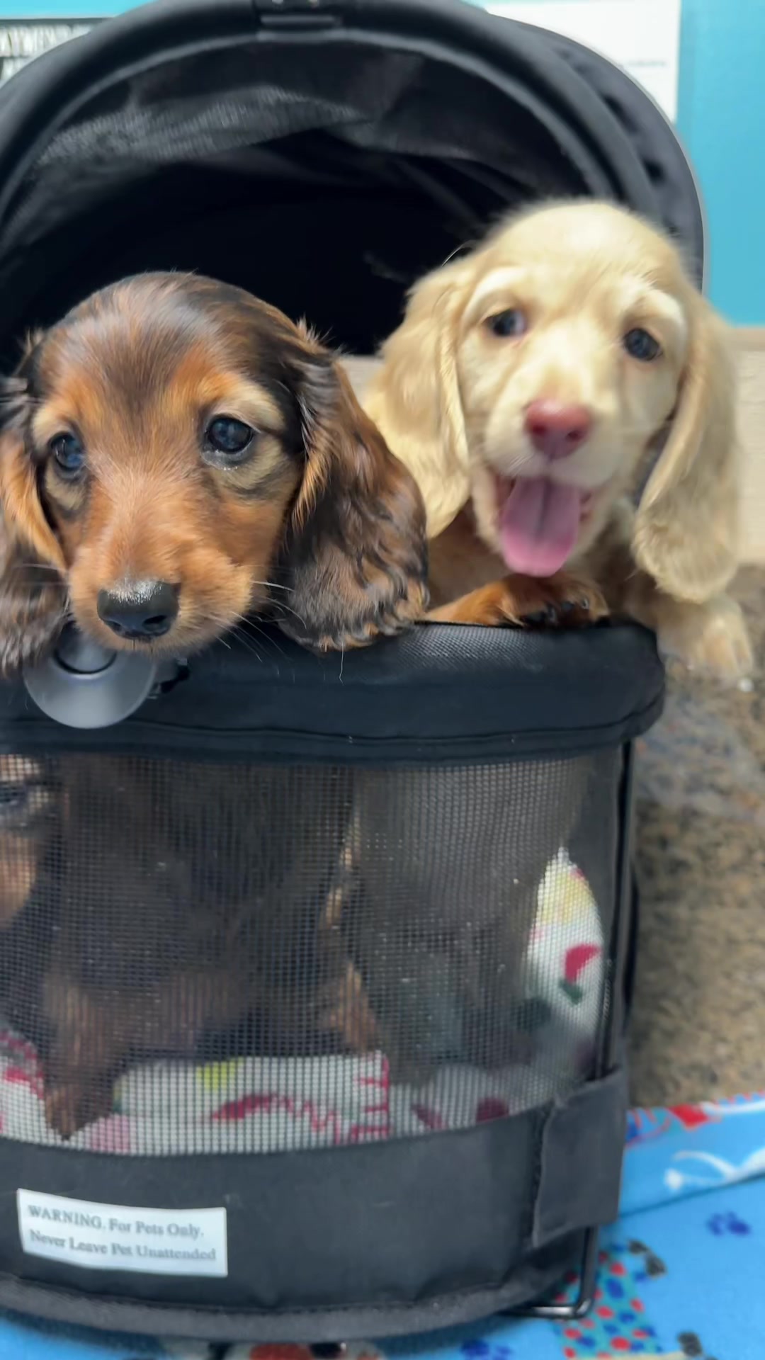 @Taylored Dachshunds