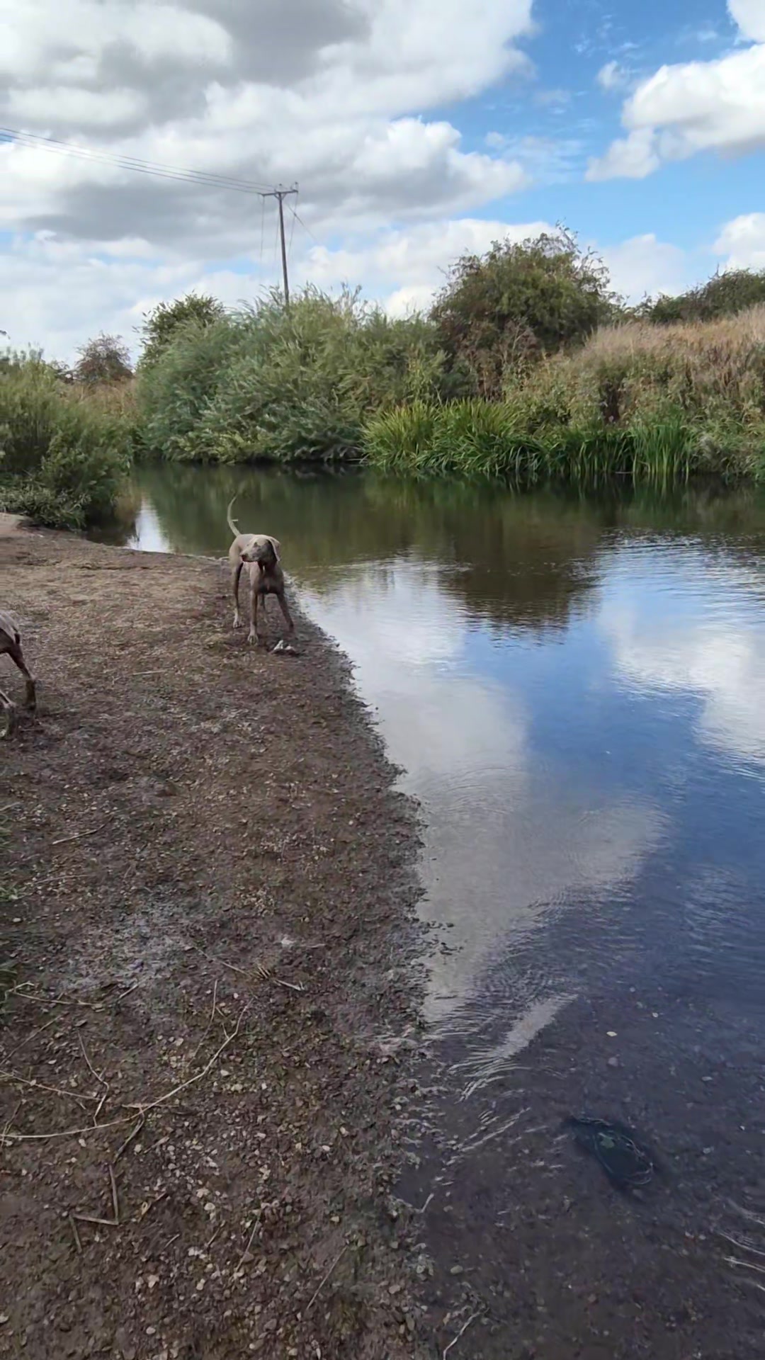 @Sabsky weimaraners