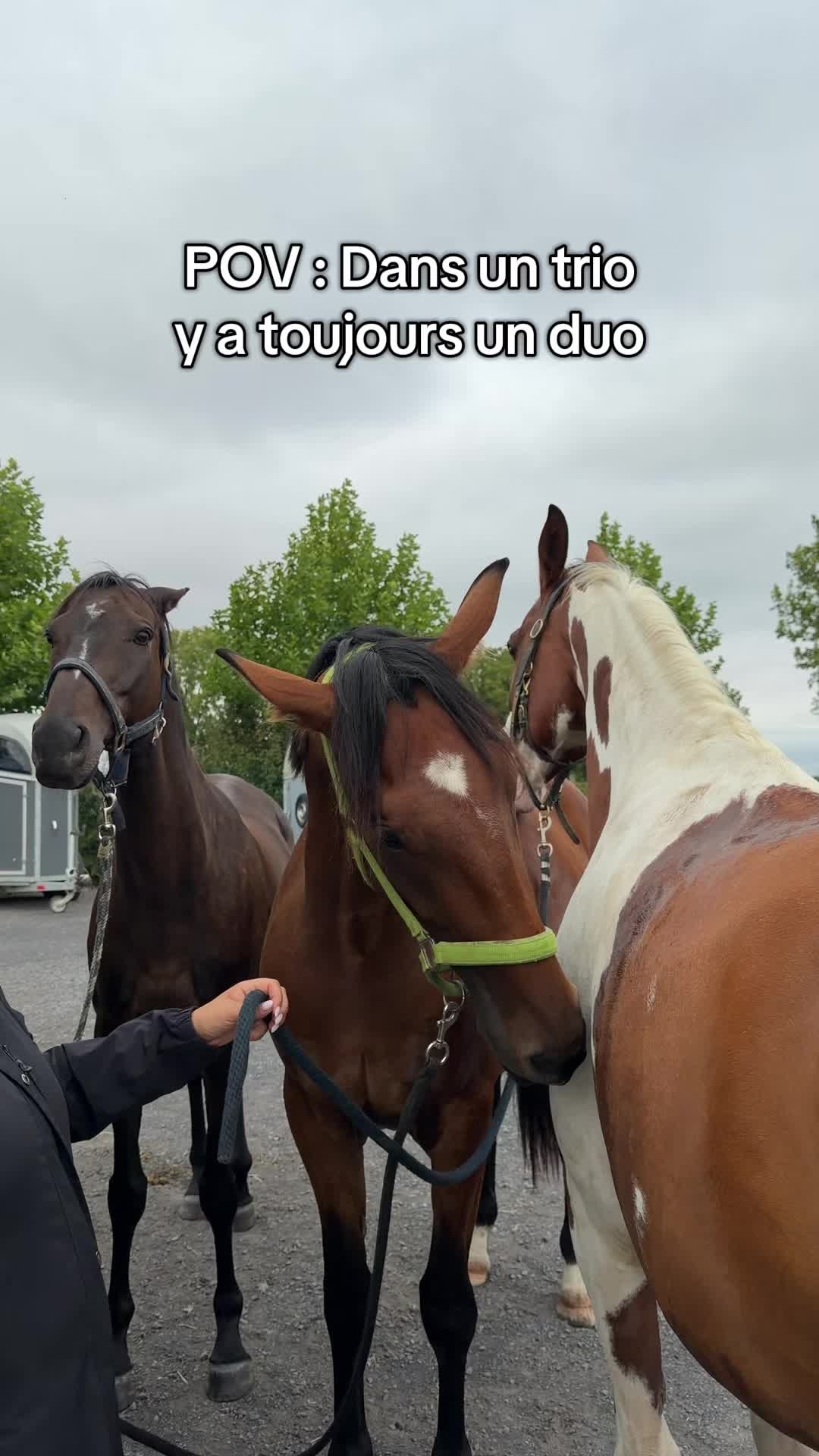 @Cavalière de Grand Pré 🎠